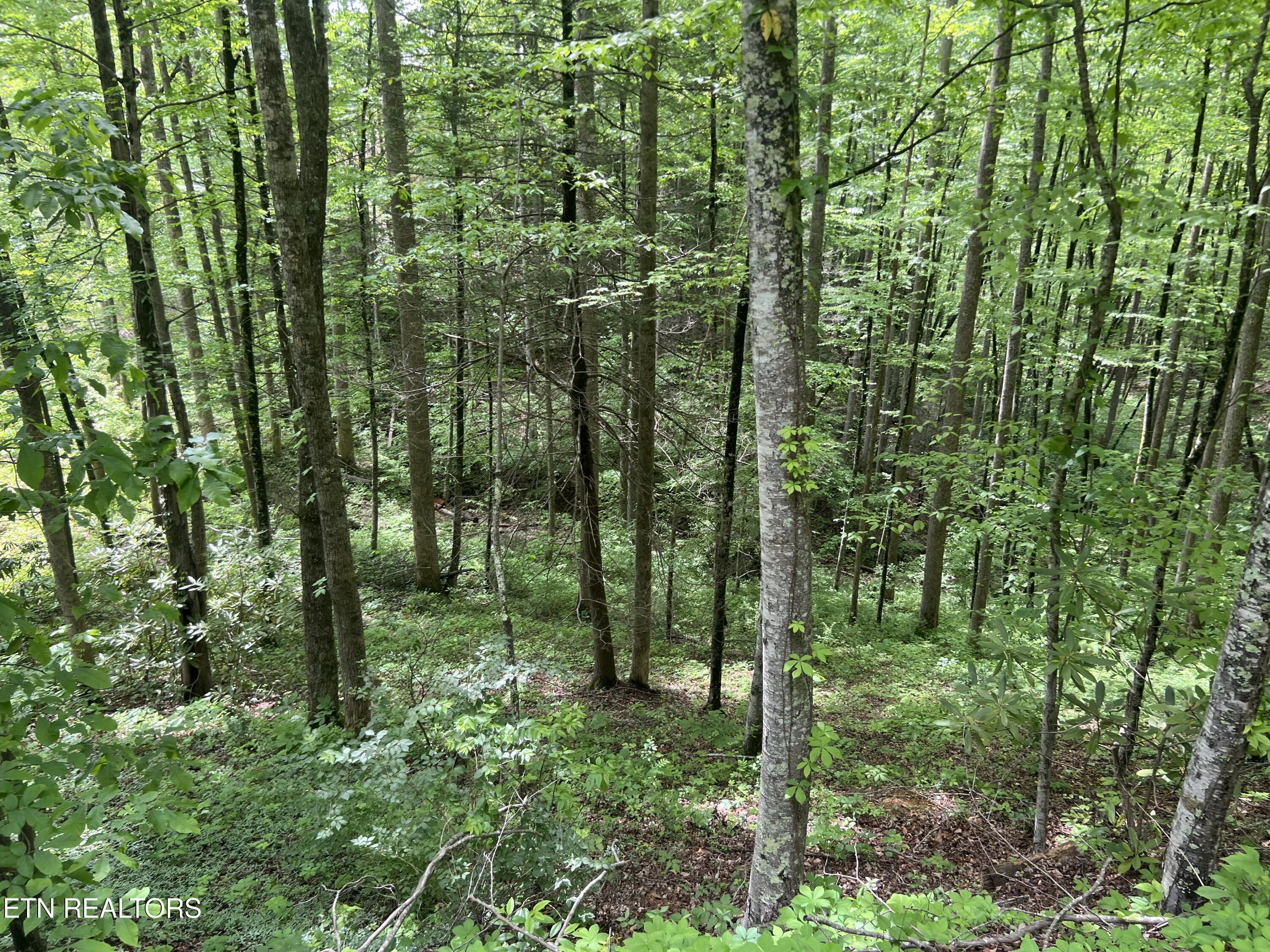 Lot 3 Old Cartertown (4.49 Acres) Road Gatlinburg TN 37738