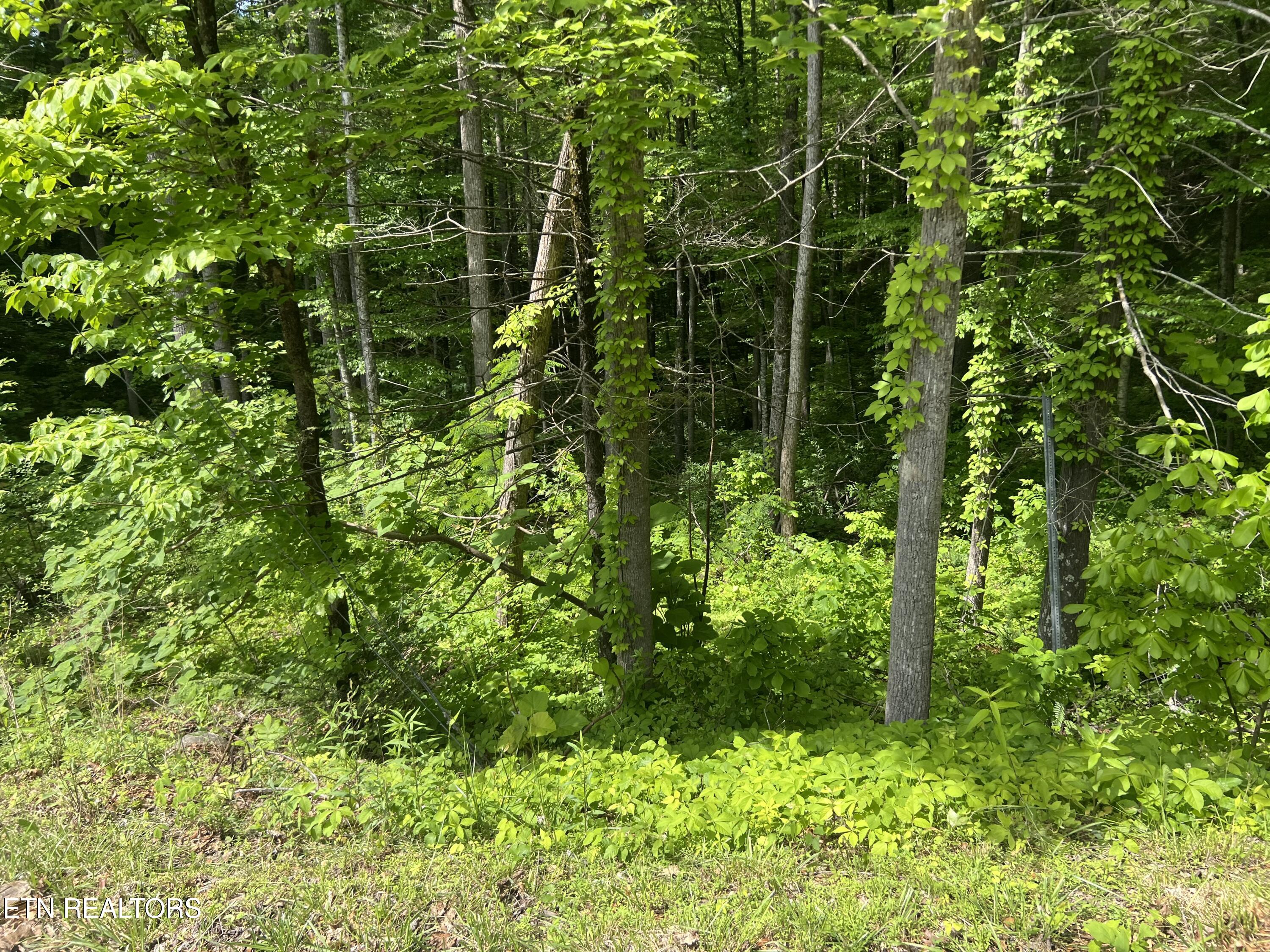 Lot 3 Old Cartertown (4.49 Acres) Road Gatlinburg TN 37738