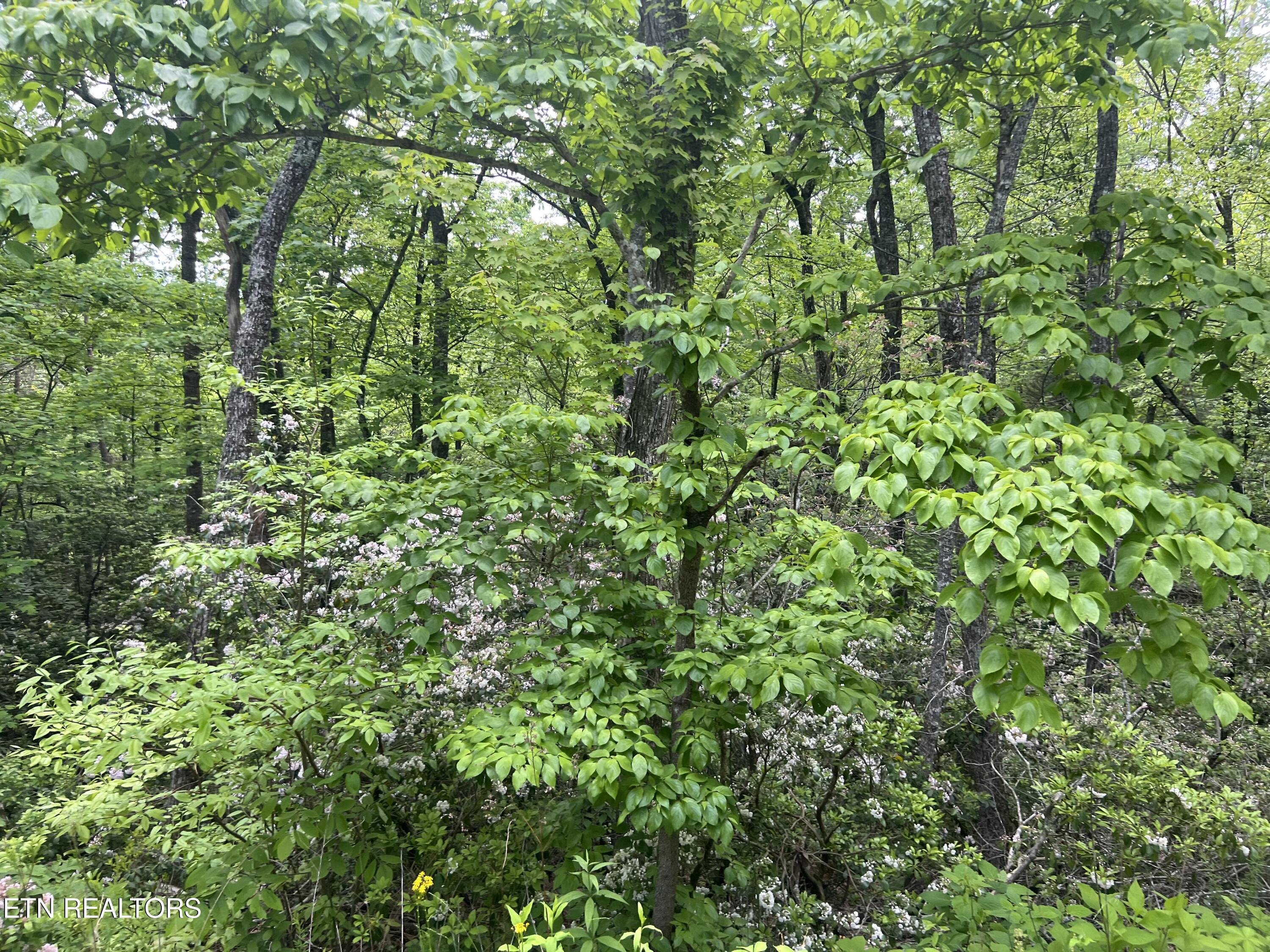 Lot 3 Old Cartertown (4.49 Acres) Road Gatlinburg TN 37738