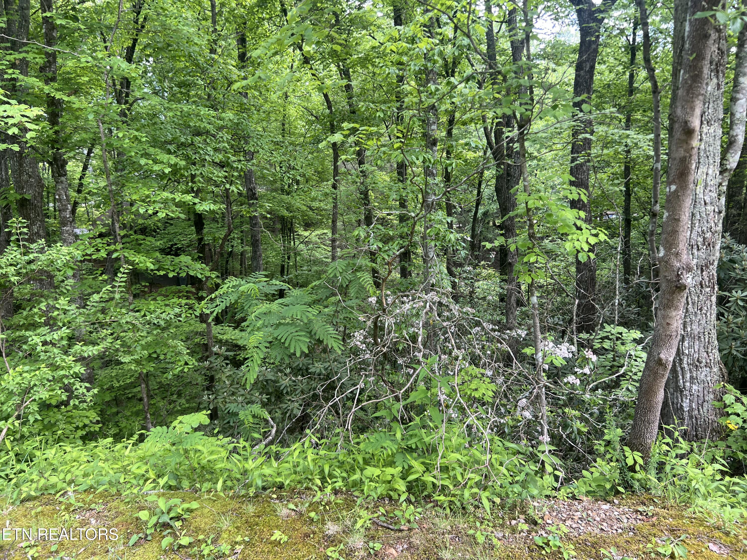 Lot 3 Old Cartertown (4.49 Acres) Road Gatlinburg TN 37738
