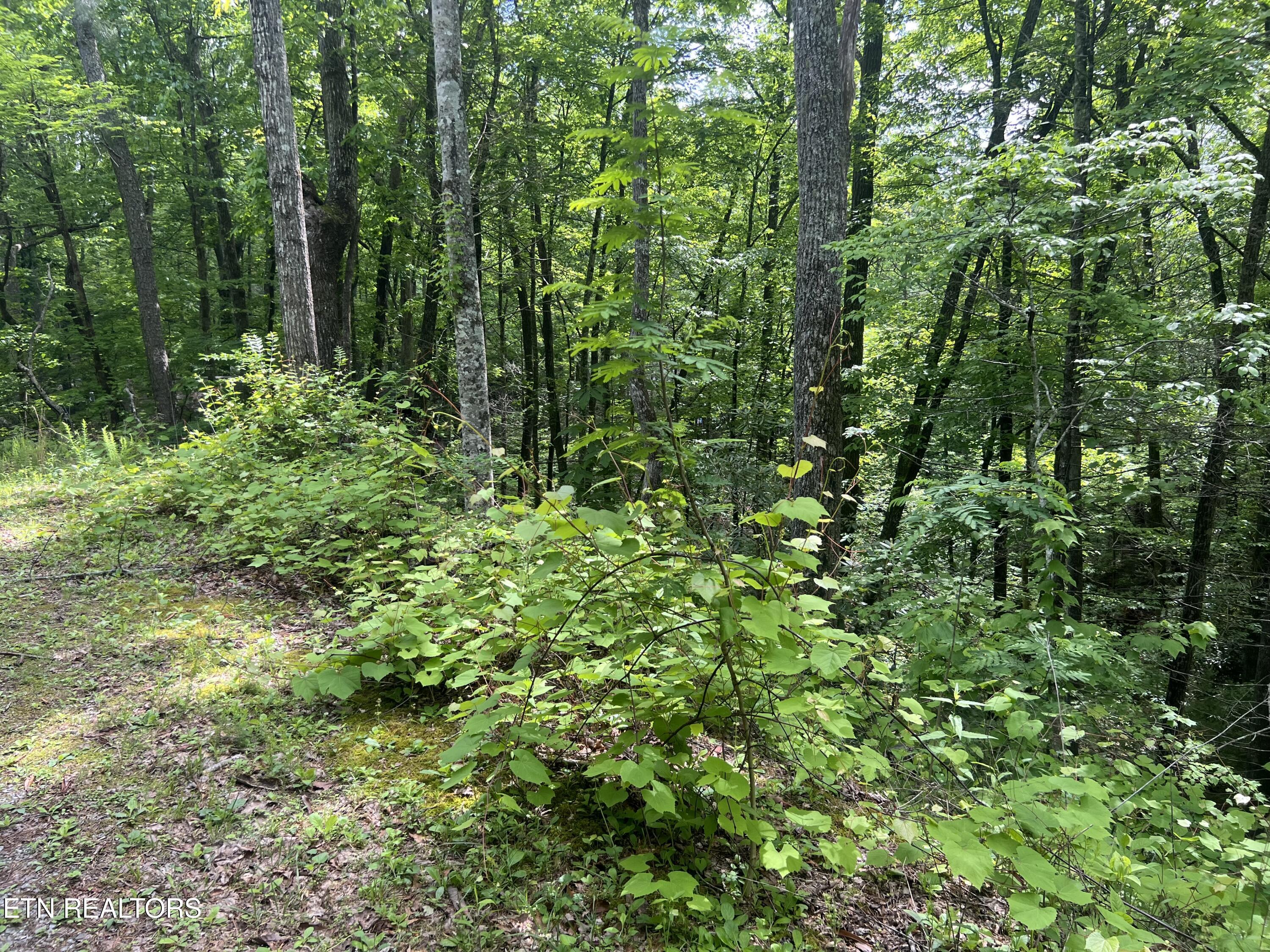 Lot 3 Old Cartertown (4.49 Acres) Road Gatlinburg TN 37738
