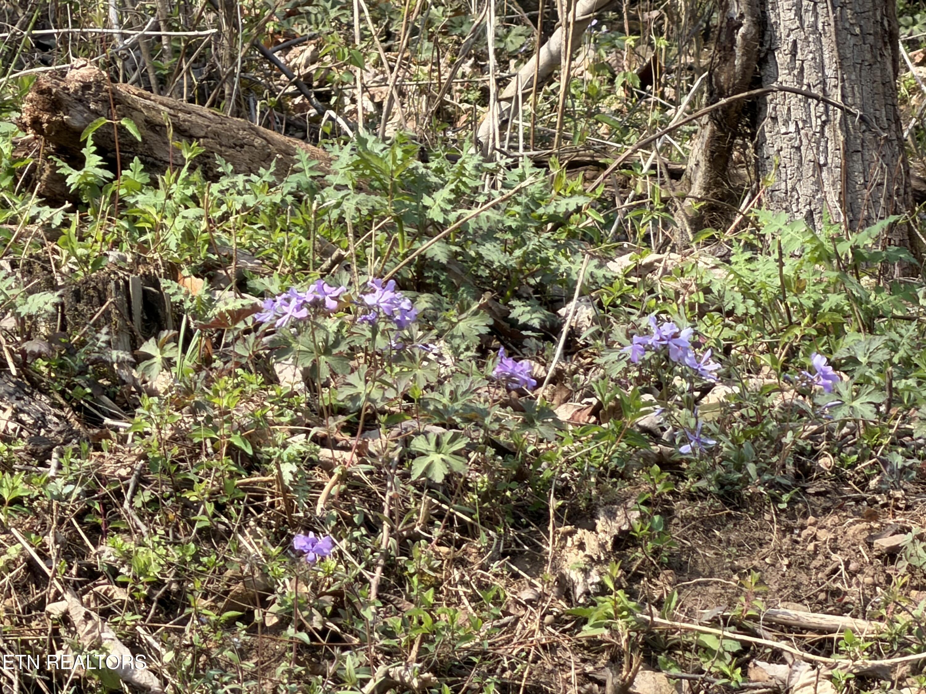 War Creek Road Thorn Hill TN 37881