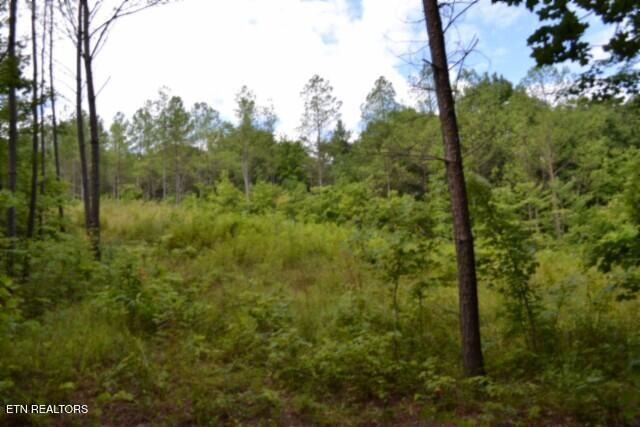 318 Rhodas Way Sunbright TN 37872