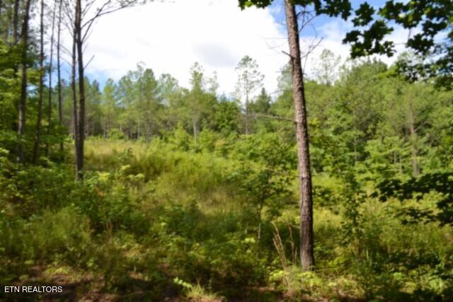 318 Rhodas Way Sunbright TN 37872