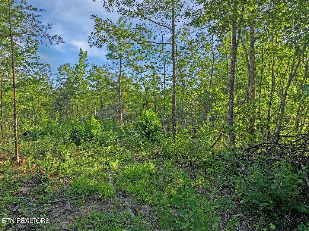 0 Susan Circle Deer Lodge TN 37726