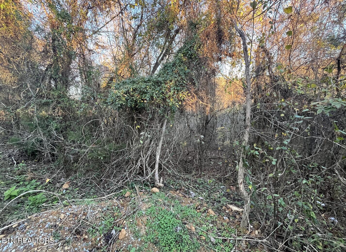 Magnolia Lane Lot 488 Sharps Chapel TN 37866