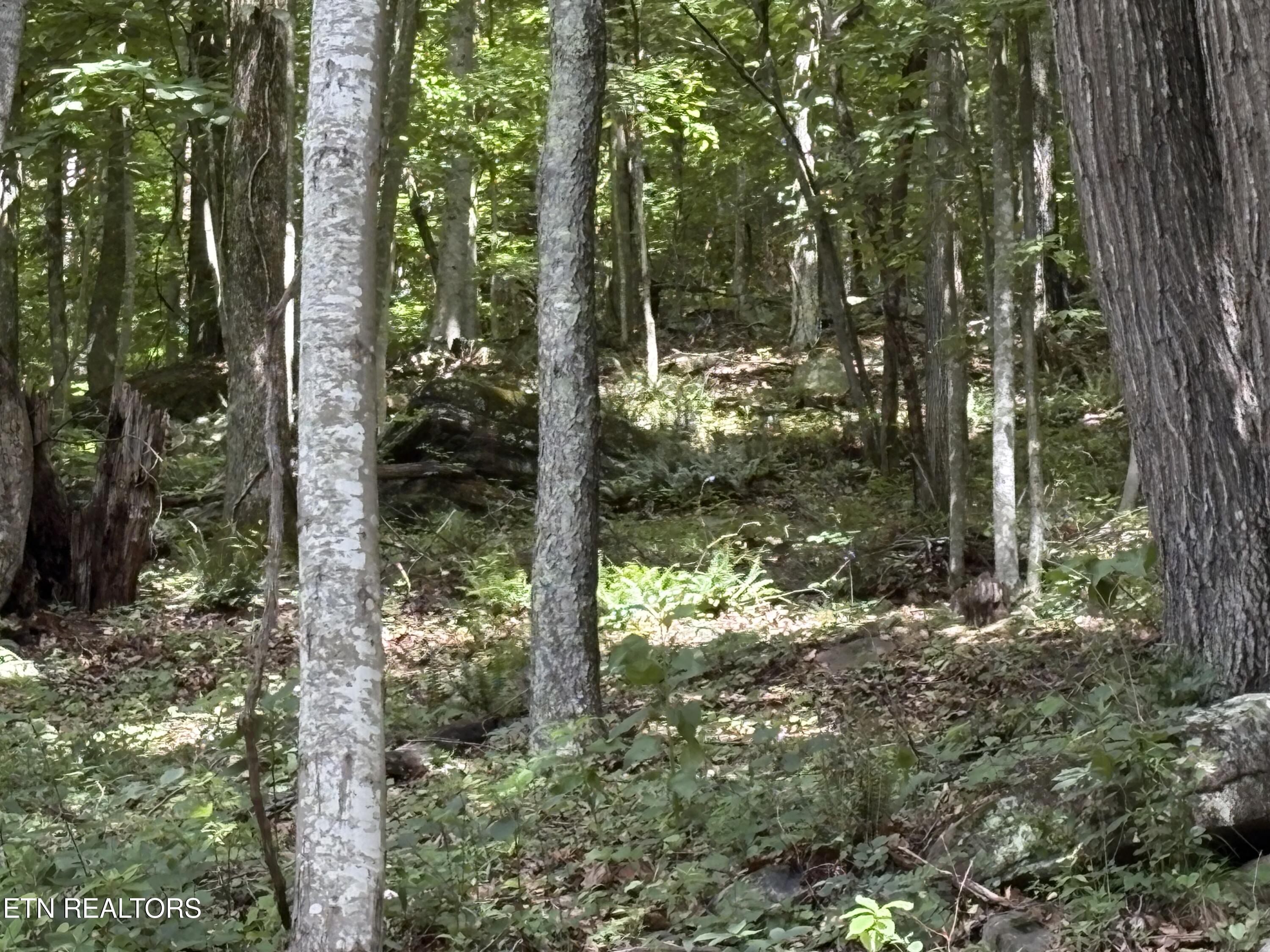 Whistle Valley Road New Tazewell TN 37825