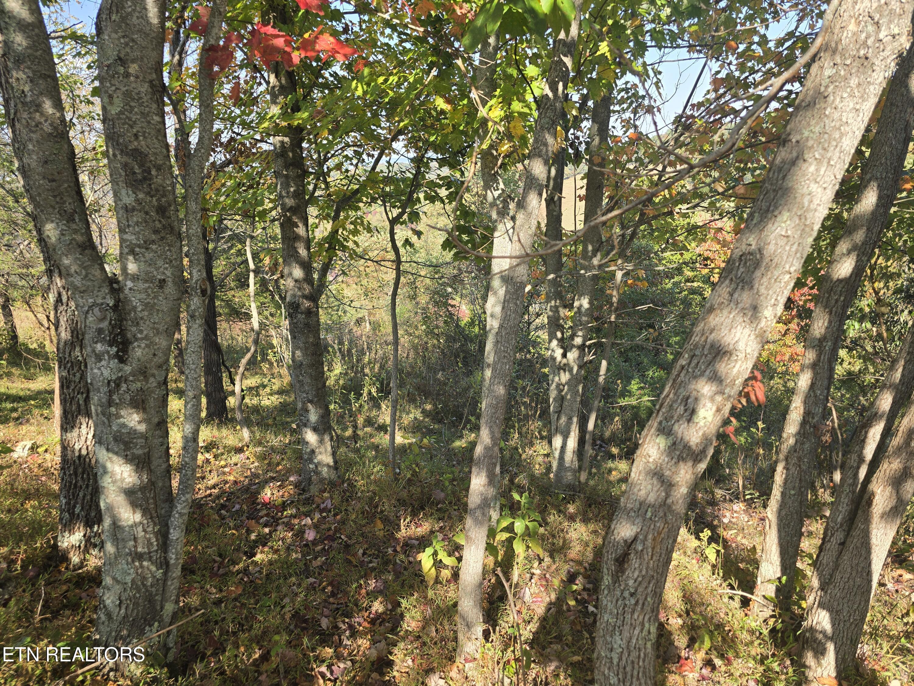 Tbd Copper Ridge Road Eidson TN 37731