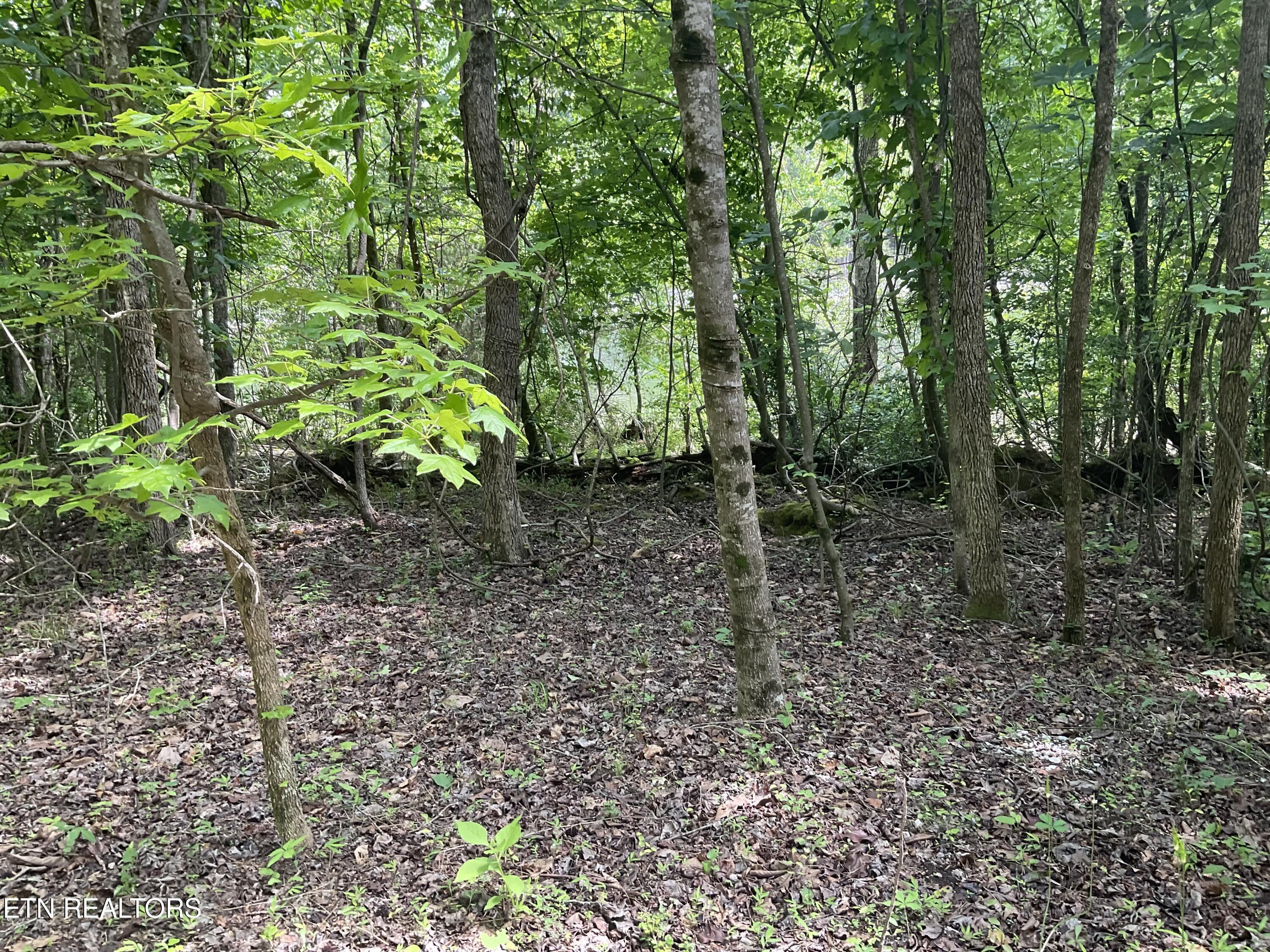Anna Laura Lane Rockwood TN 37854