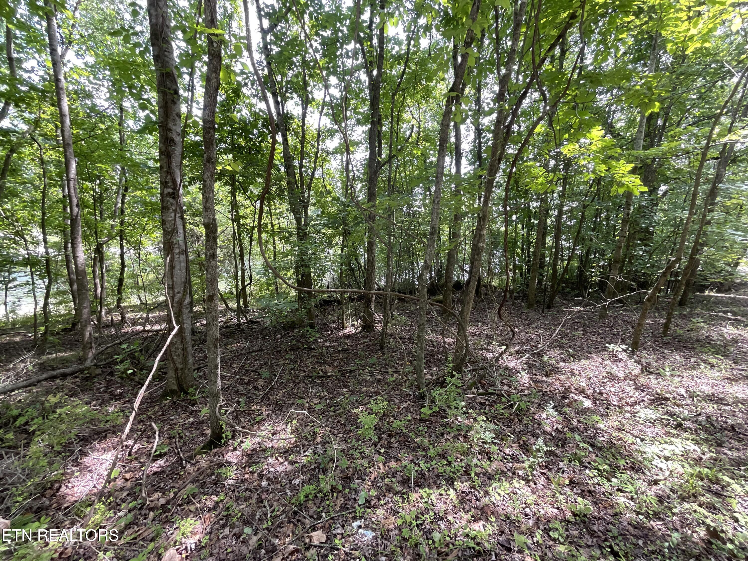 Anna Laura Lane Rockwood TN 37854