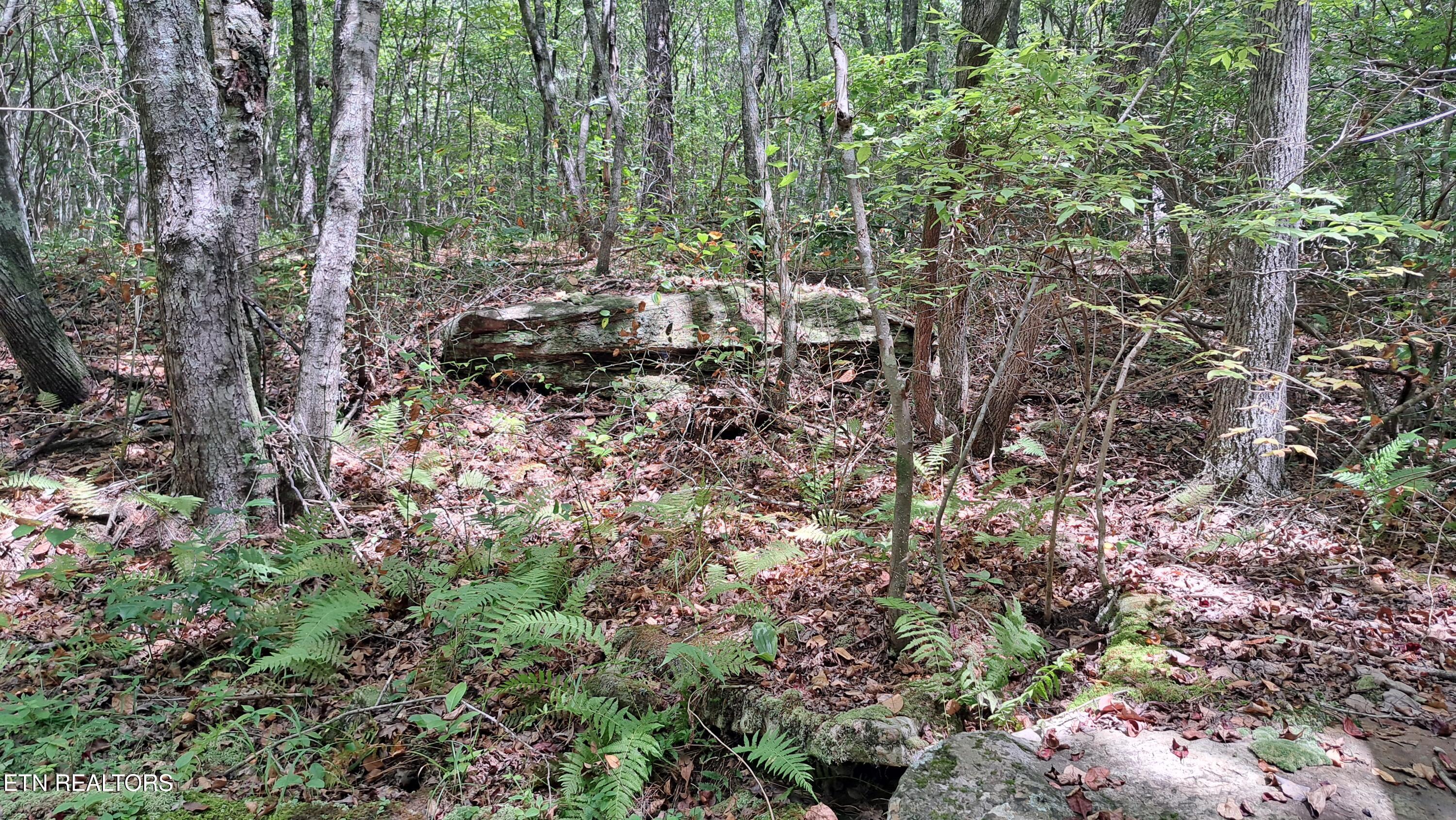Lot 20 Airport Road (PCA) Rockwood TN 37854