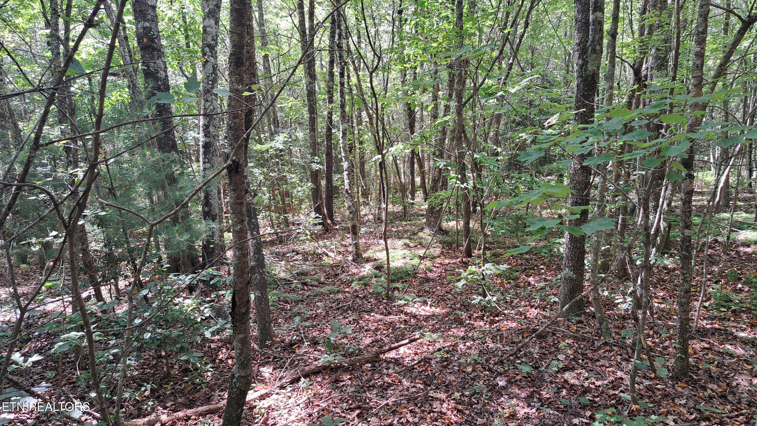 Lot 20 Airport Road (PCA) Rockwood TN 37854