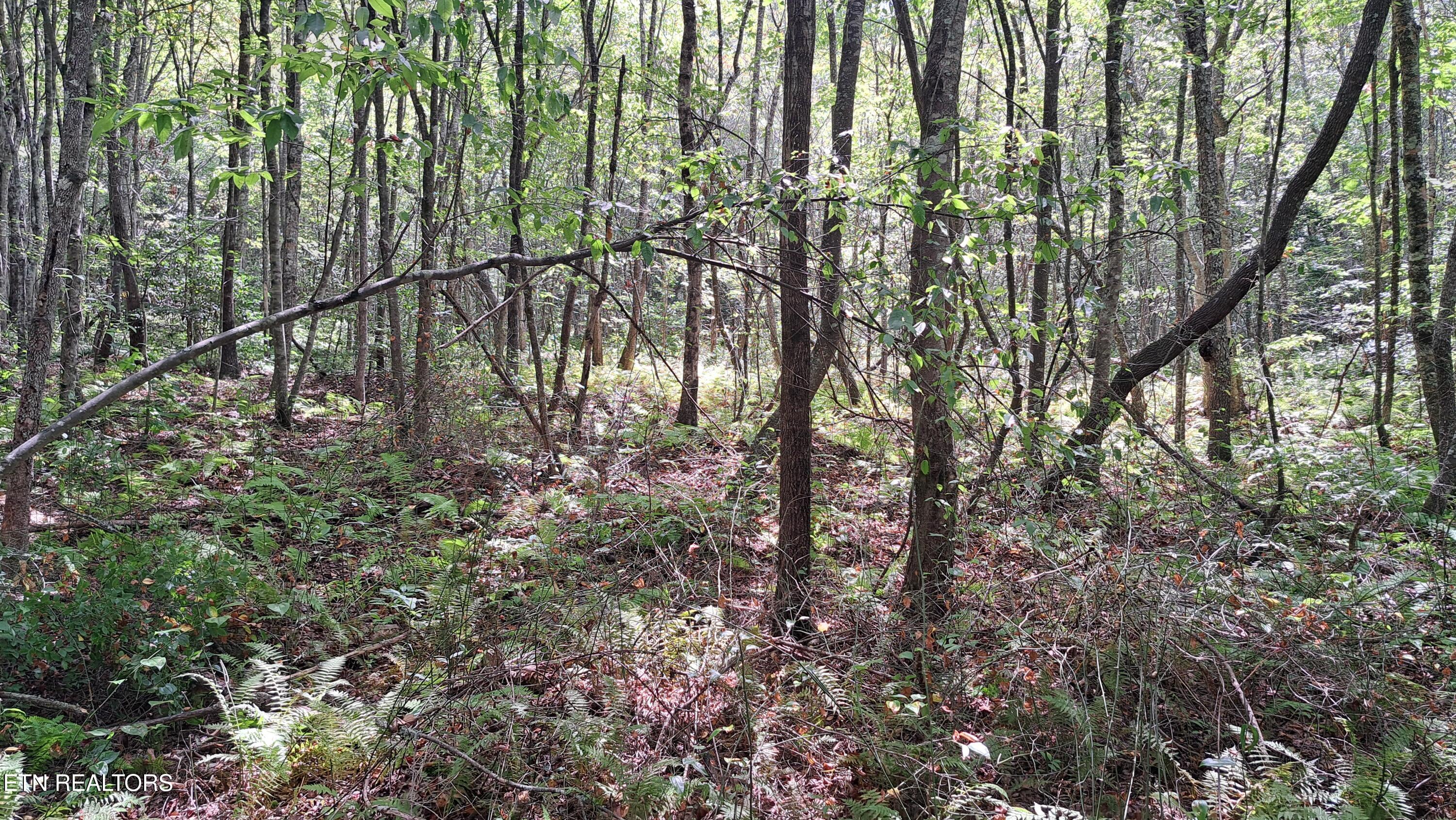Lot 20 Airport Road (PCA) Rockwood TN 37854