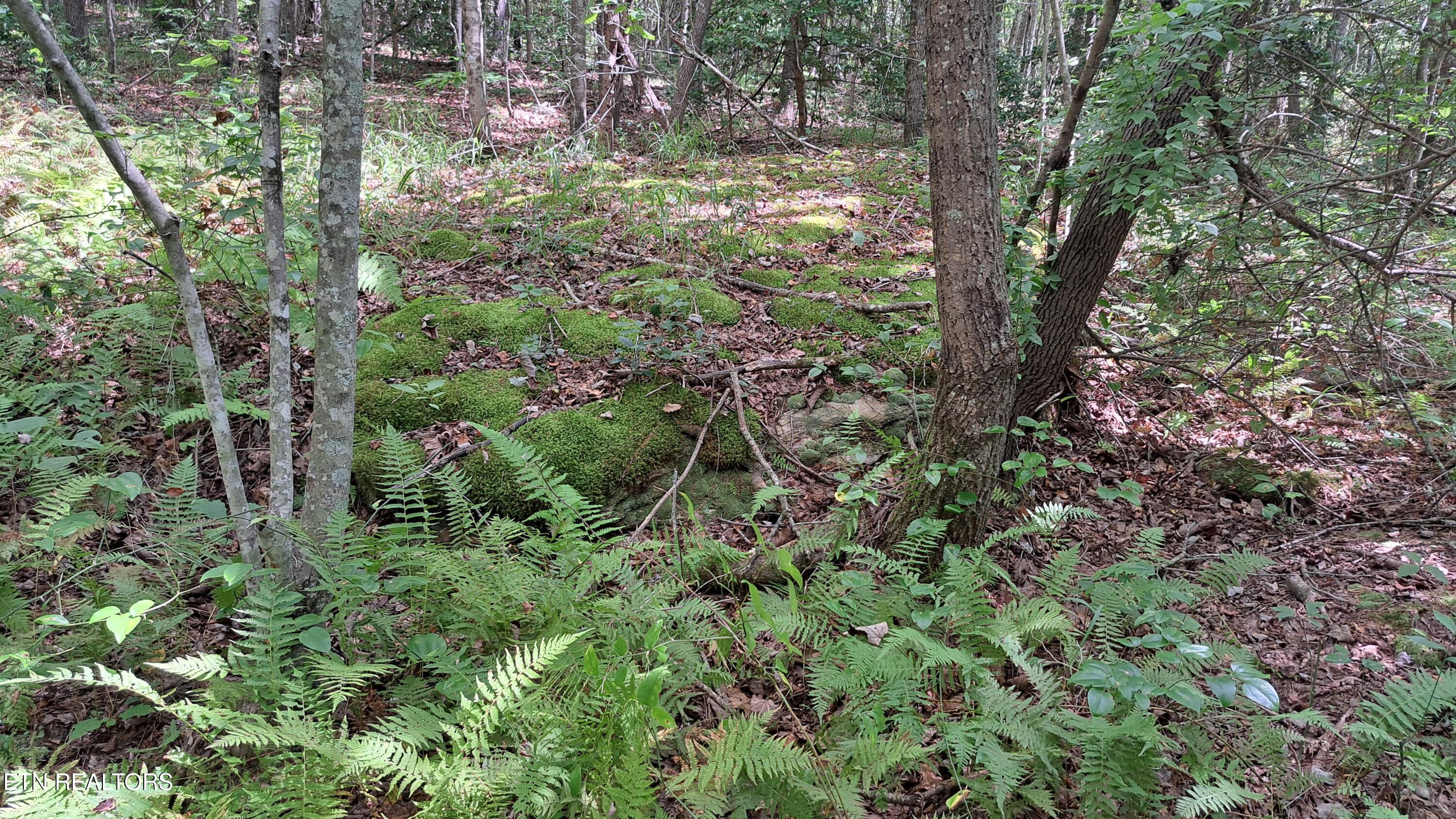 Lot 20 Airport Road (PCA) Rockwood TN 37854