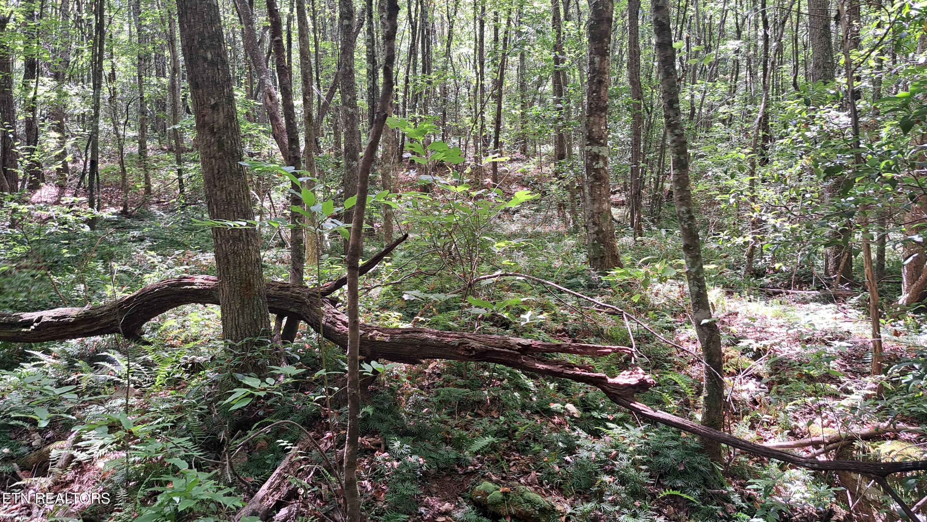 Lot 20 Airport Road (PCA) Rockwood TN 37854