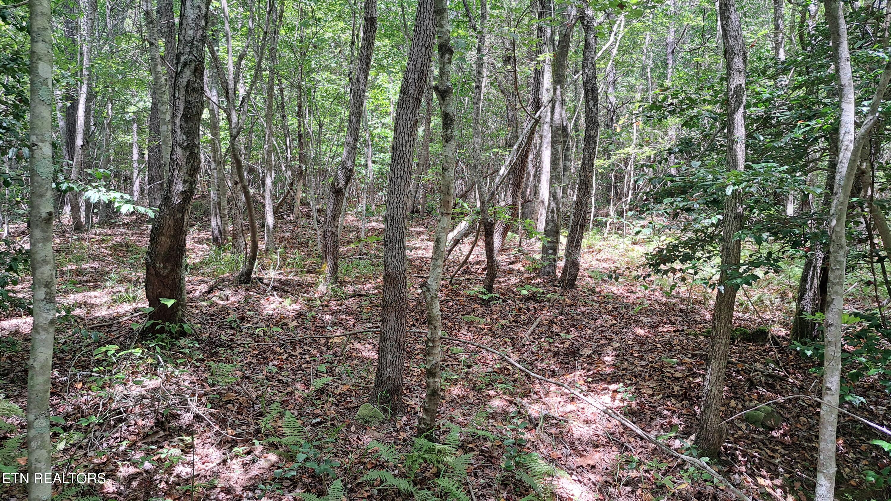 Lot 20 Airport Road (PCA) Rockwood TN 37854