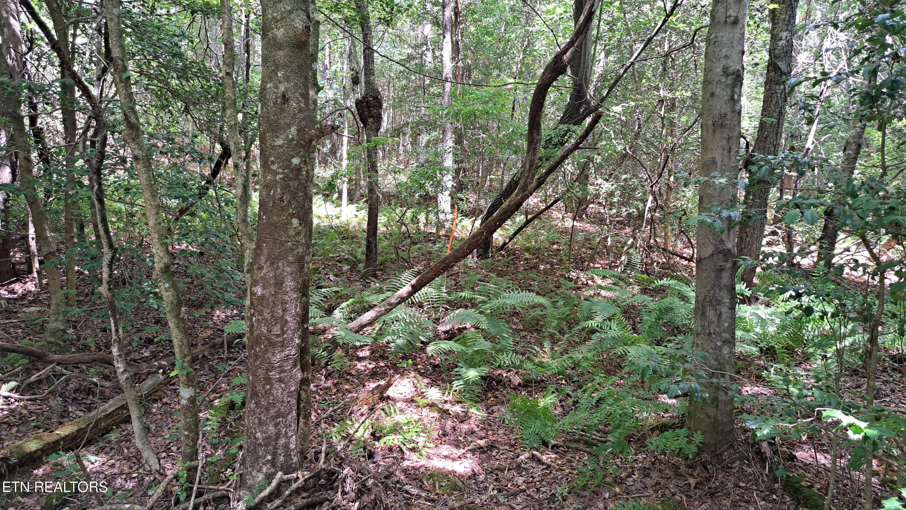 Lot 20 Airport Road (PCA) Rockwood TN 37854