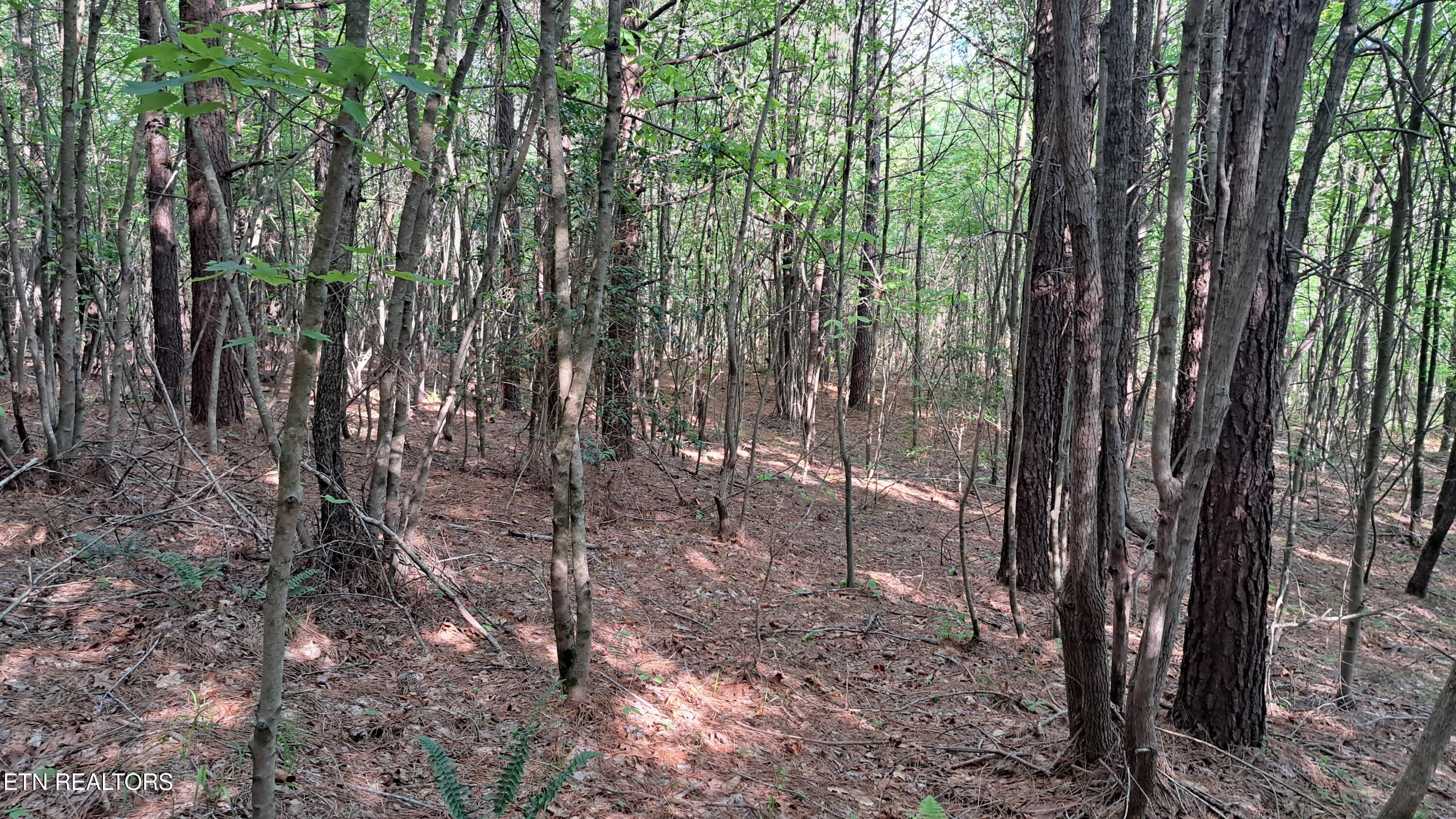 Lot 20 Airport Road (PCA) Rockwood TN 37854