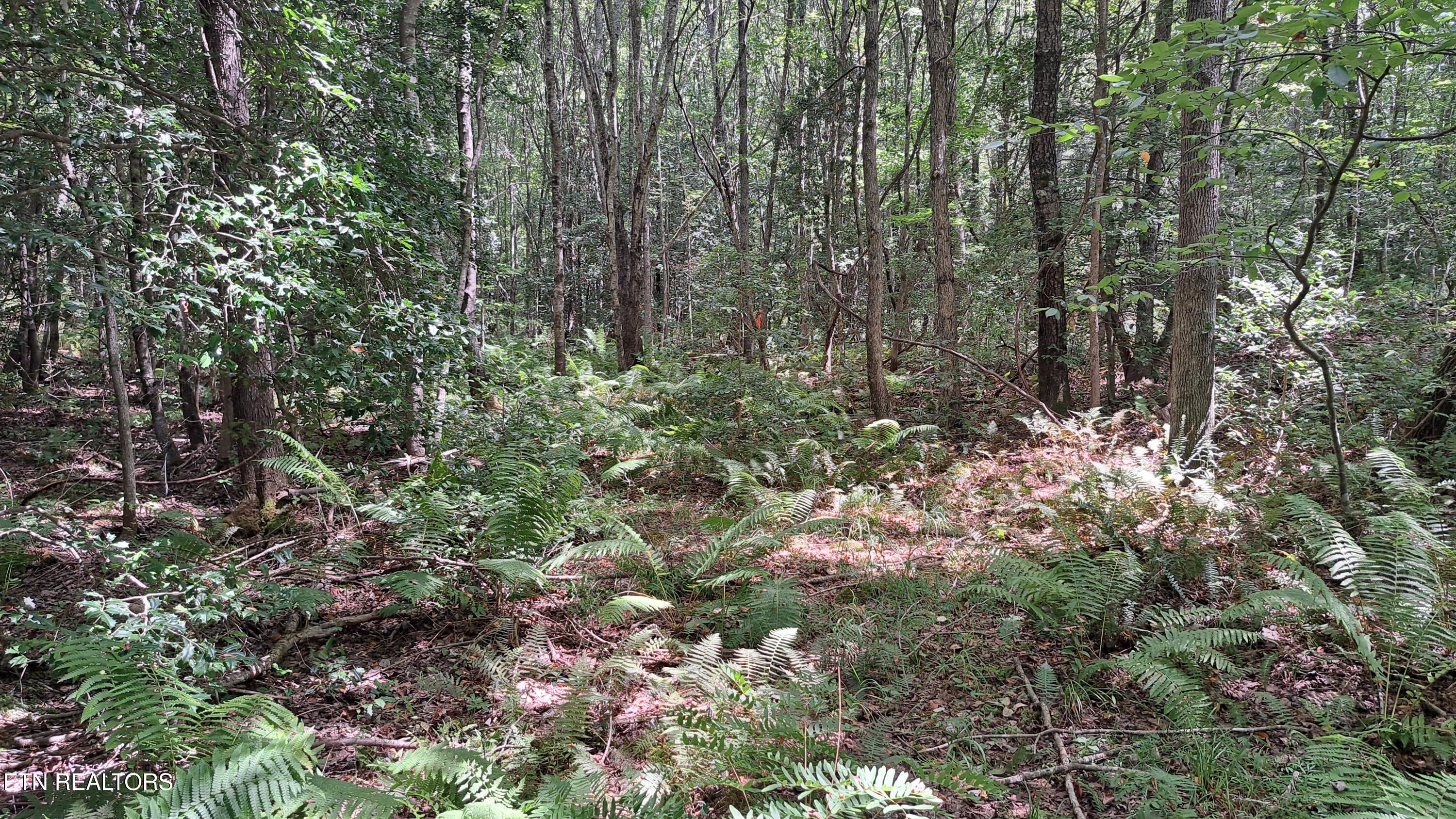 Lot 20 Airport Road (PCA) Rockwood TN 37854