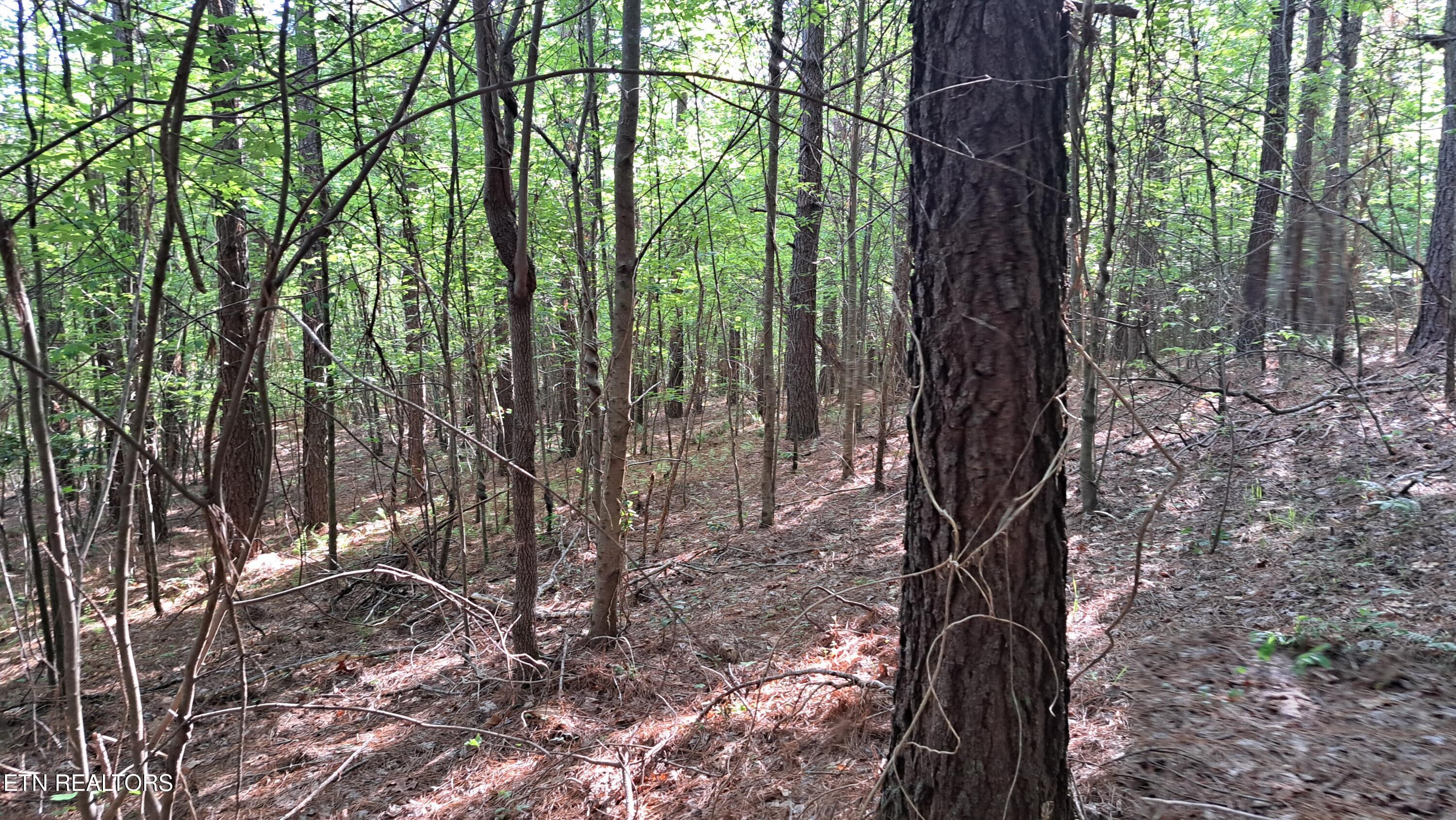 Lot 20 Airport Road (PCA) Rockwood TN 37854