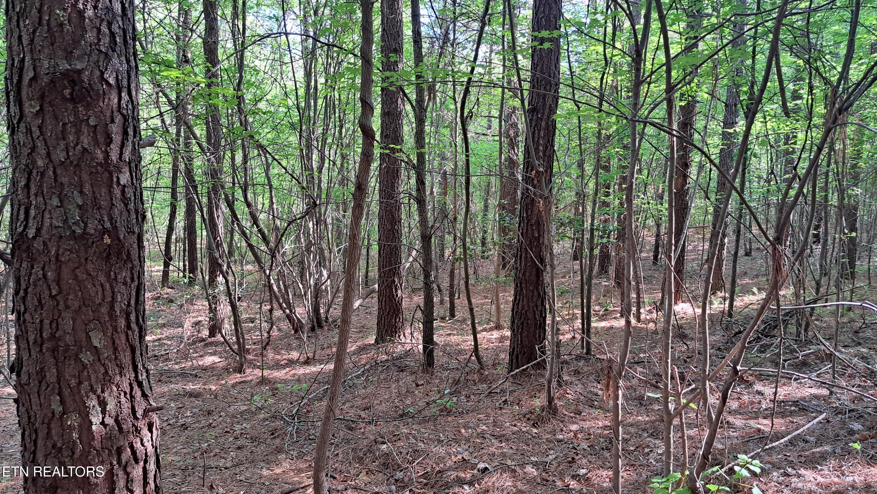 Lot 20 Airport Road (PCA) Rockwood TN 37854
