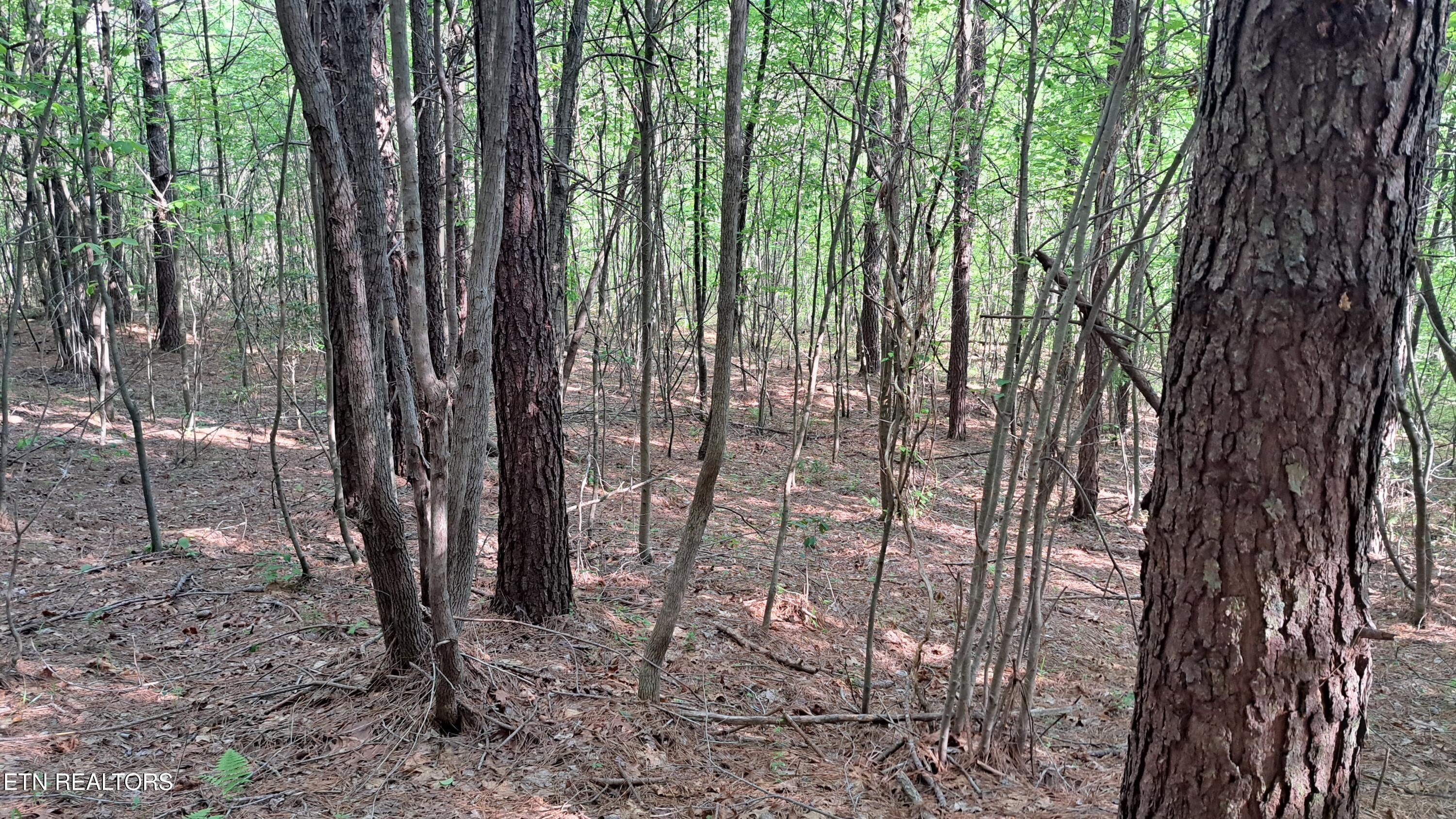 Lot 20 Airport Road (PCA) Rockwood TN 37854