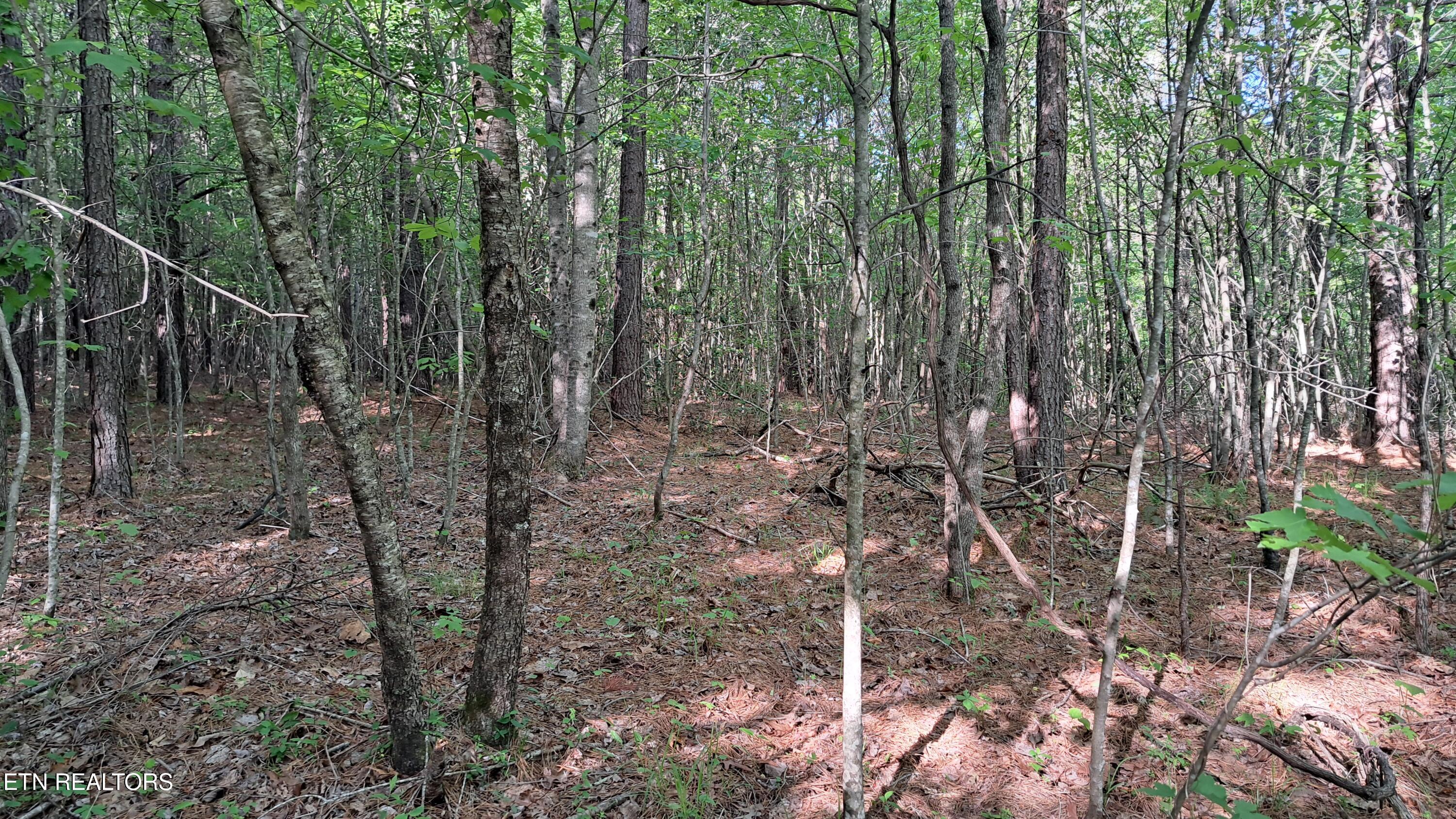 Lot 20 Airport Road (PCA) Rockwood TN 37854