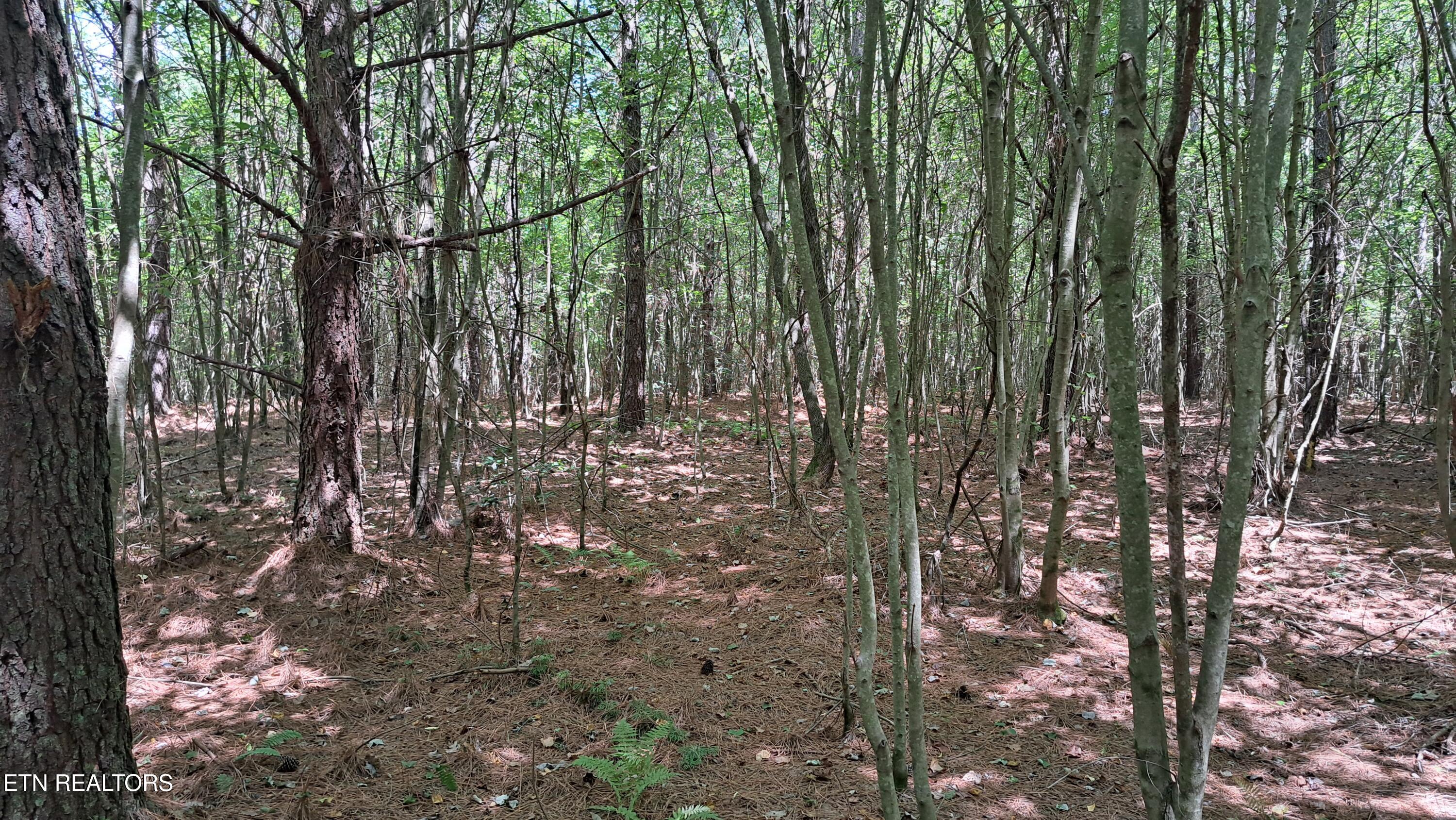 Lot 20 Airport Road (PCA) Rockwood TN 37854