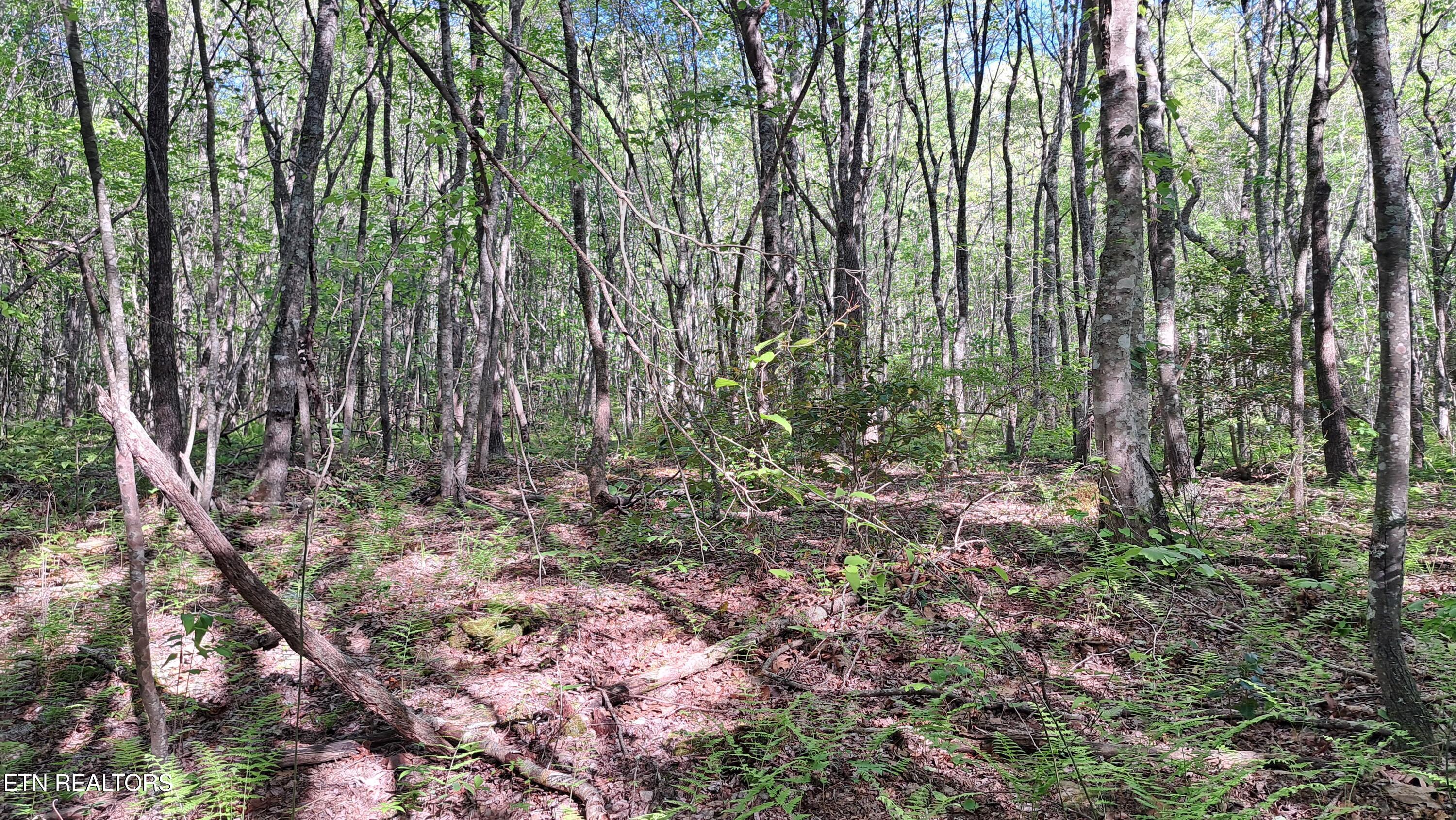 Lot 20 Airport Road (PCA) Rockwood TN 37854