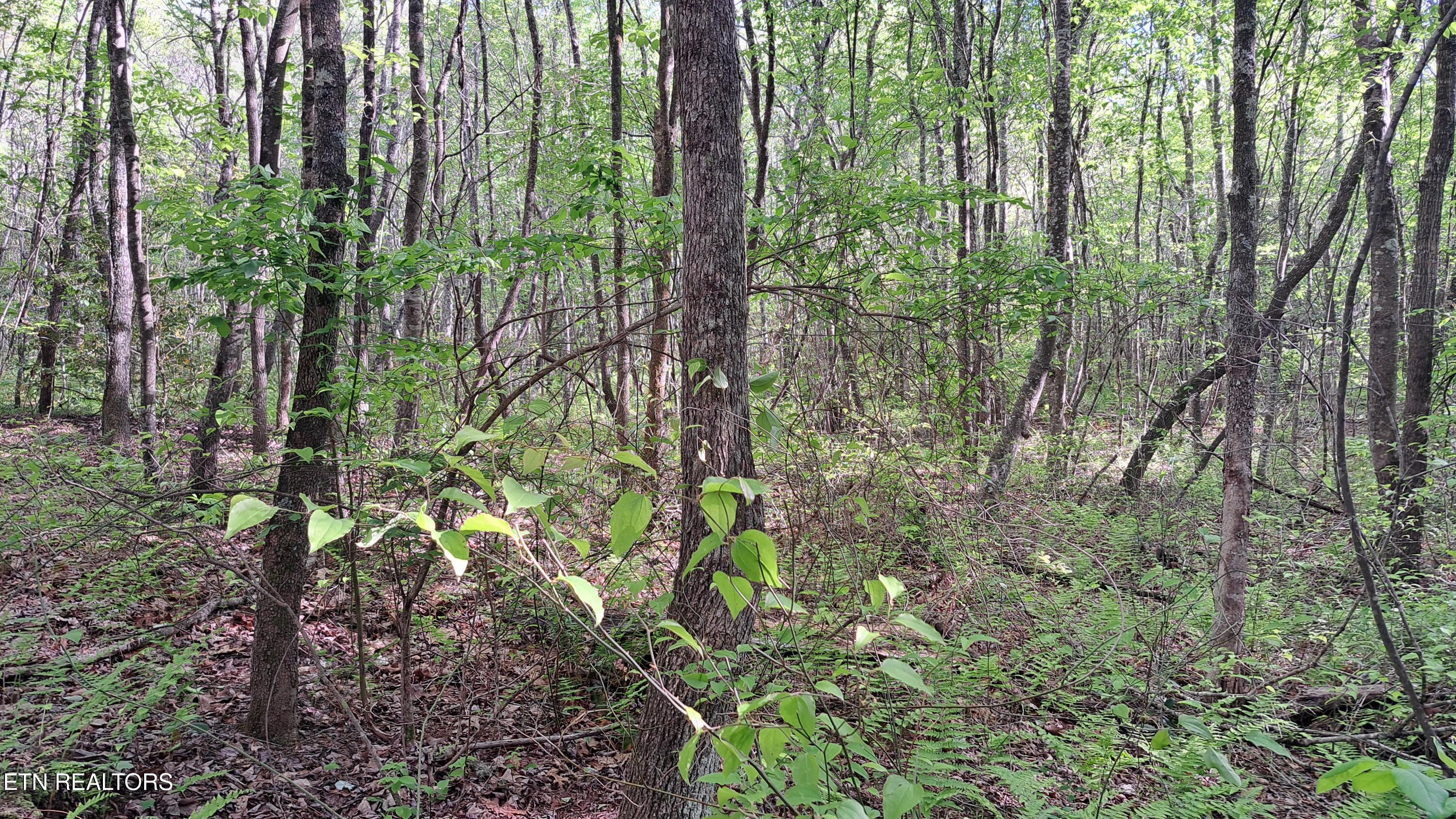 Lot 20 Airport Road (PCA) Rockwood TN 37854