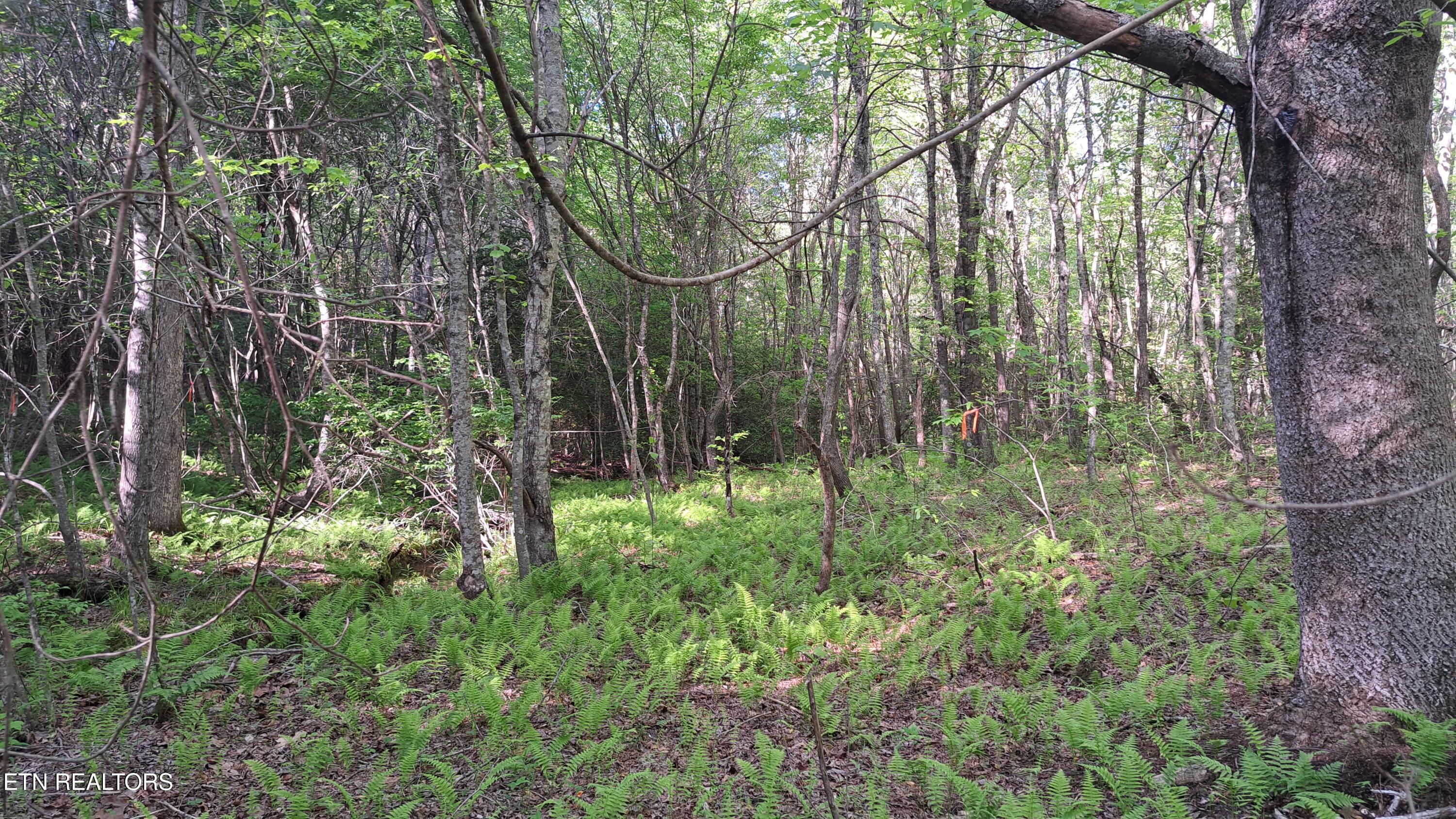 Lot 20 Airport Road (PCA) Rockwood TN 37854