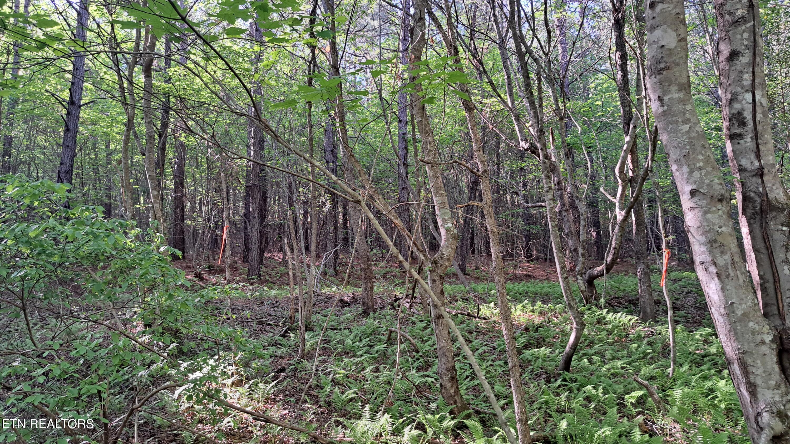 Lot 20 Airport Road (PCA) Rockwood TN 37854