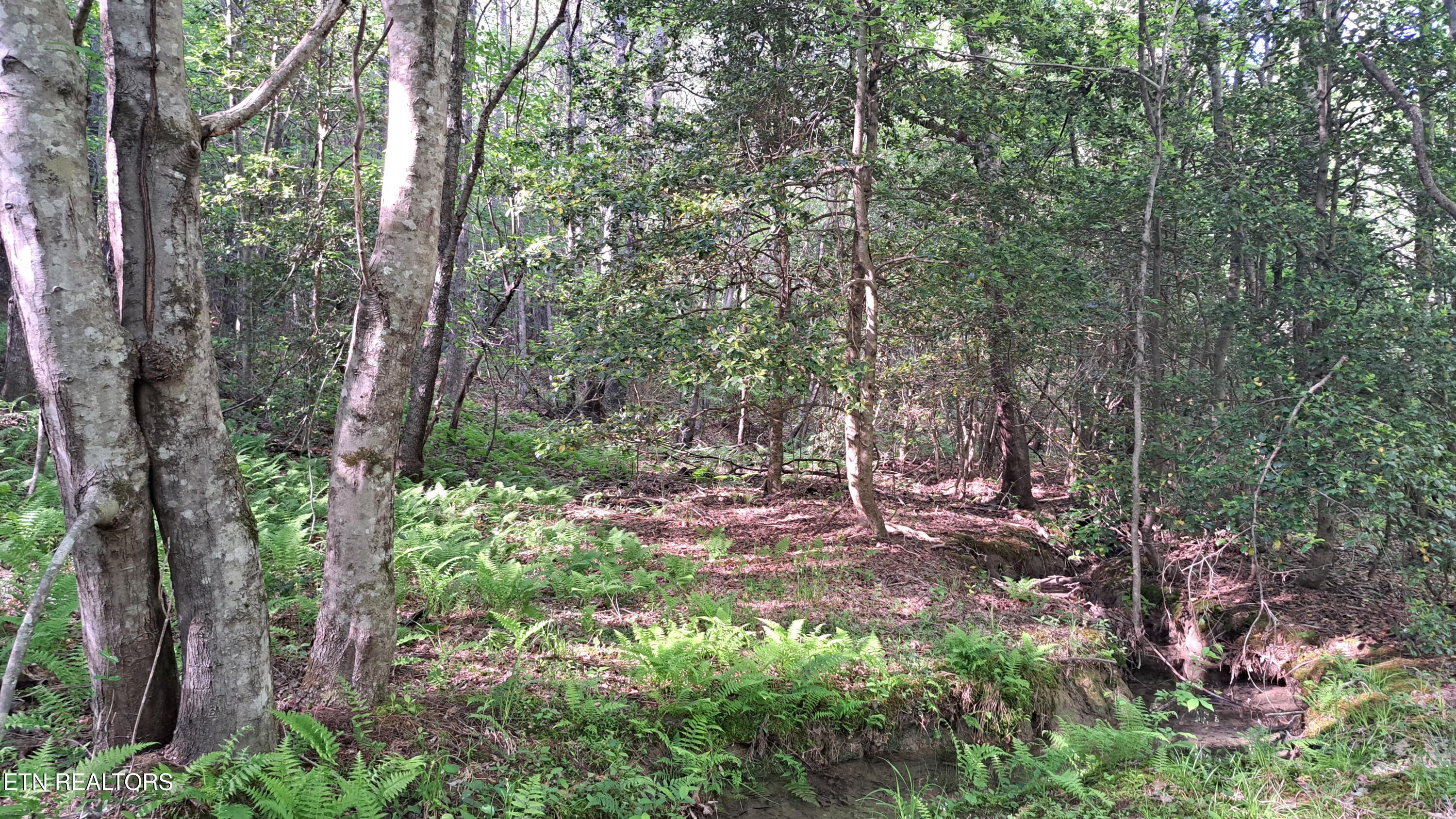 Lot 20 Airport Road (PCA) Rockwood TN 37854