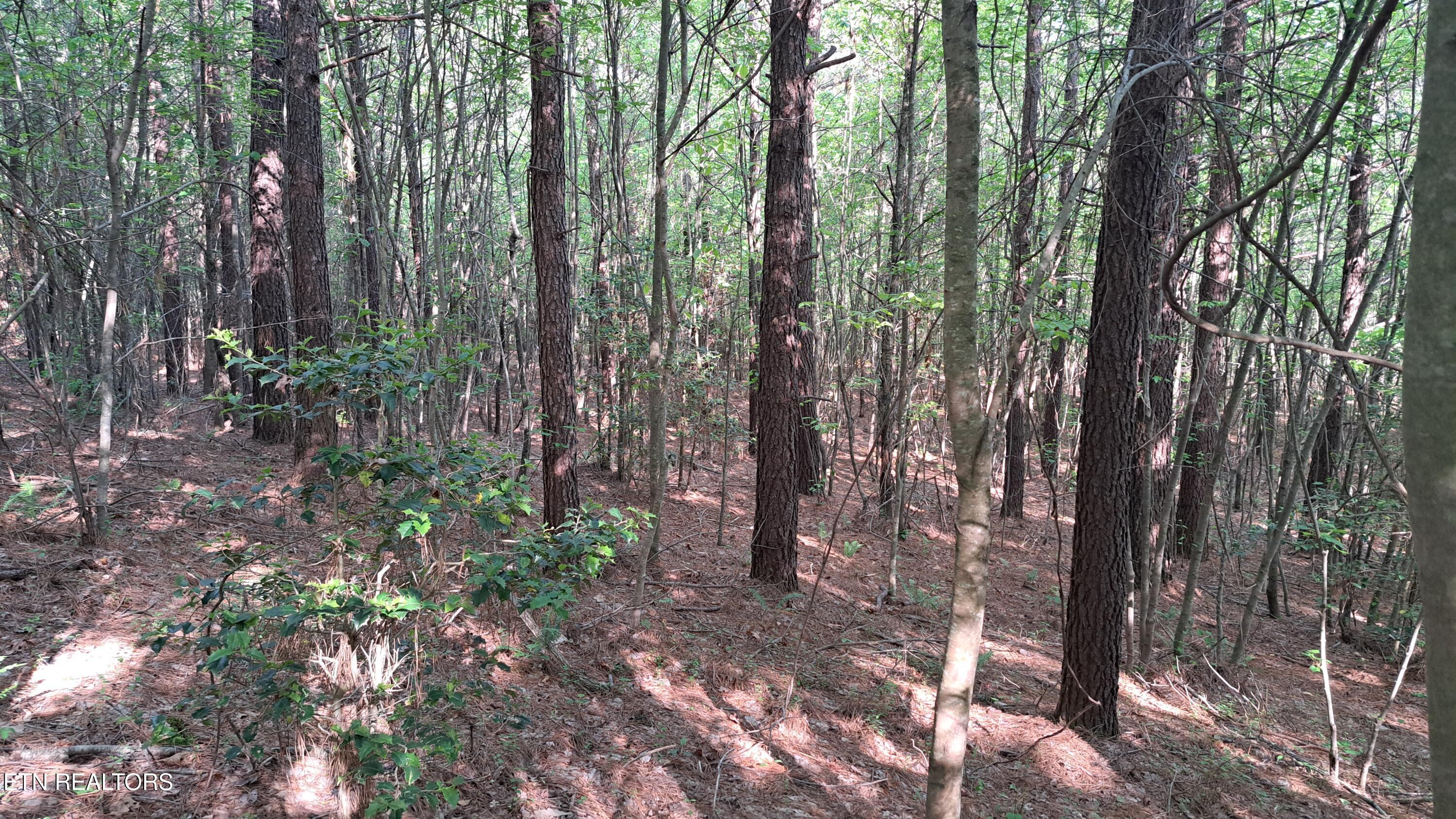 Lot 20 Airport Road (PCA) Rockwood TN 37854