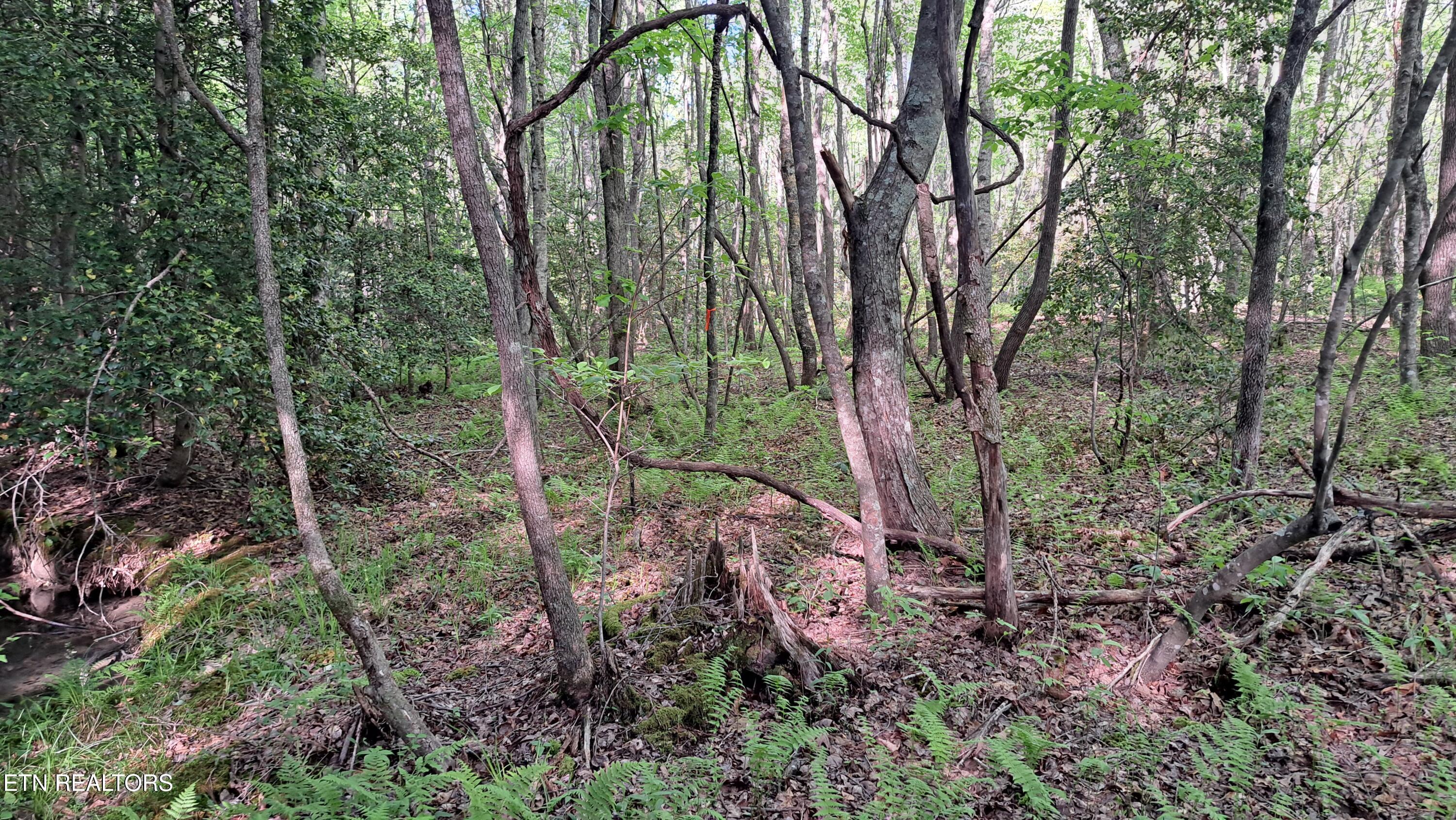 Lot 20 Airport Road (PCA) Rockwood TN 37854