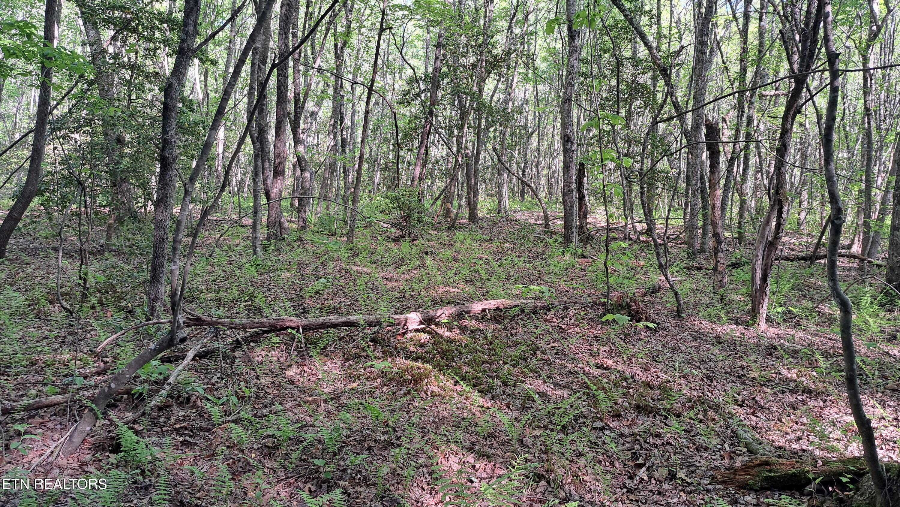 Lot 20 Airport Road (PCA) Rockwood TN 37854