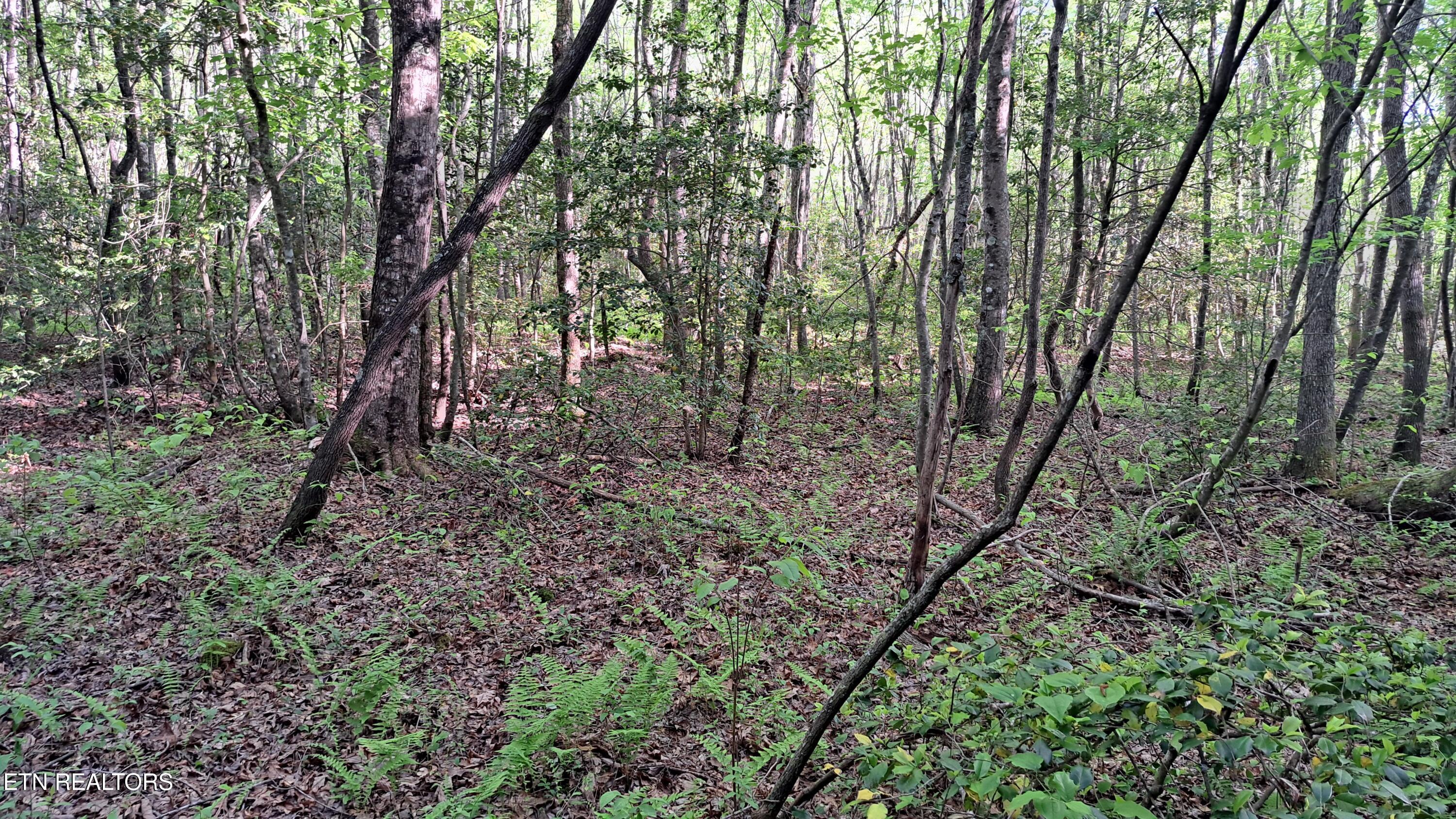 Lot 20 Airport Road (PCA) Rockwood TN 37854