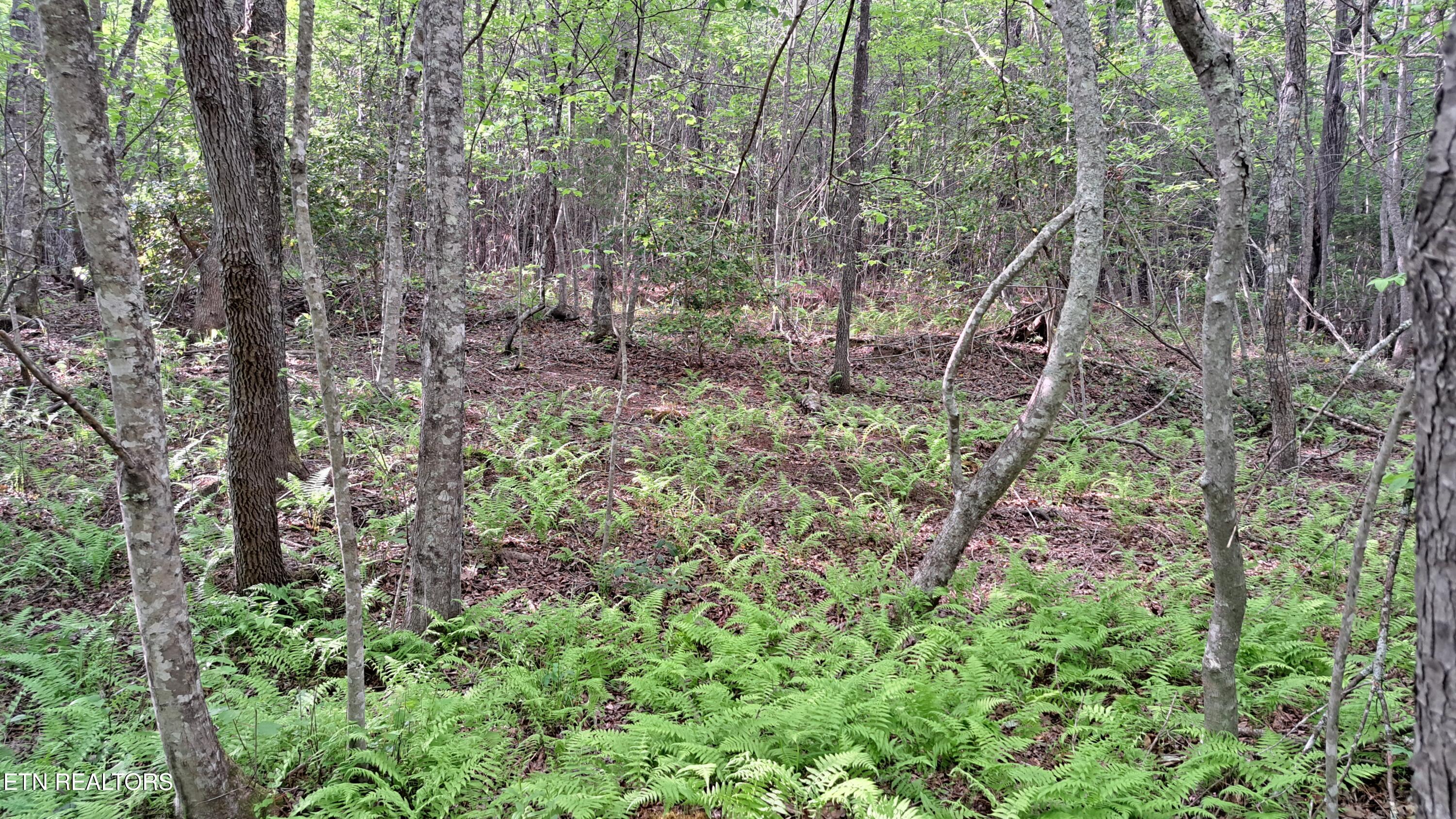 Lot 20 Airport Road (PCA) Rockwood TN 37854