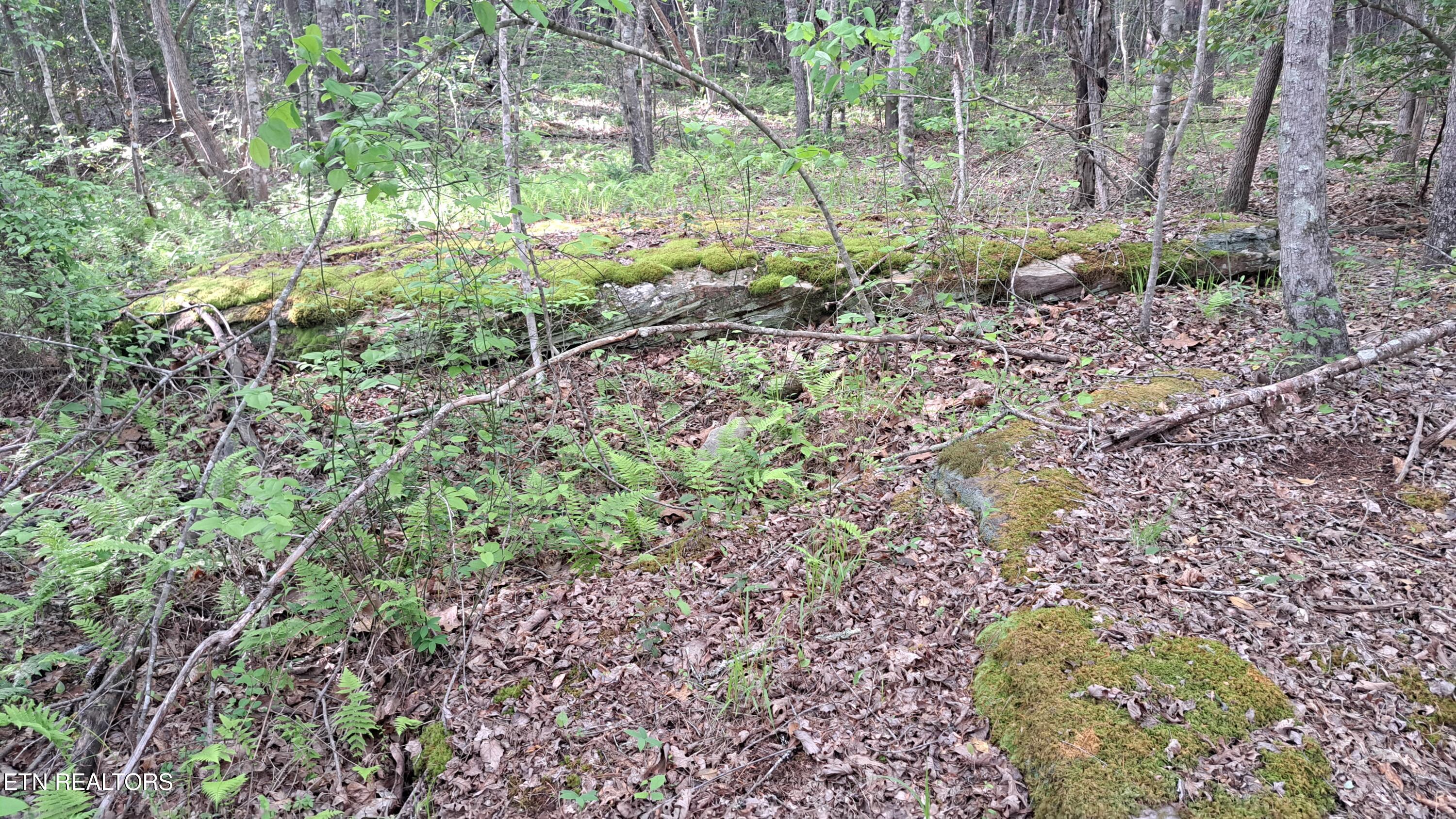Lot 20 Airport Road (PCA) Rockwood TN 37854