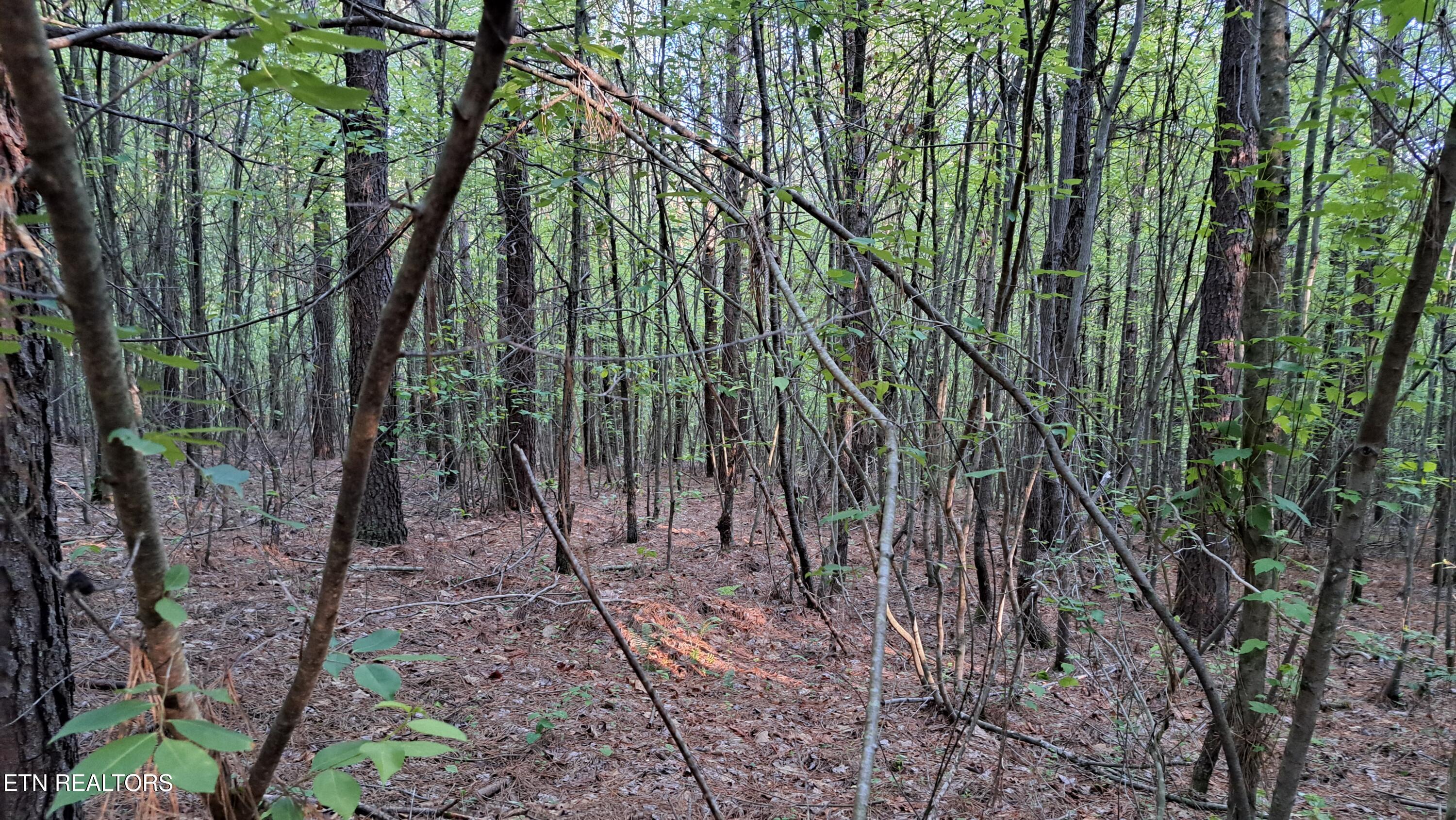 Lot 20 Airport Road (PCA) Rockwood TN 37854