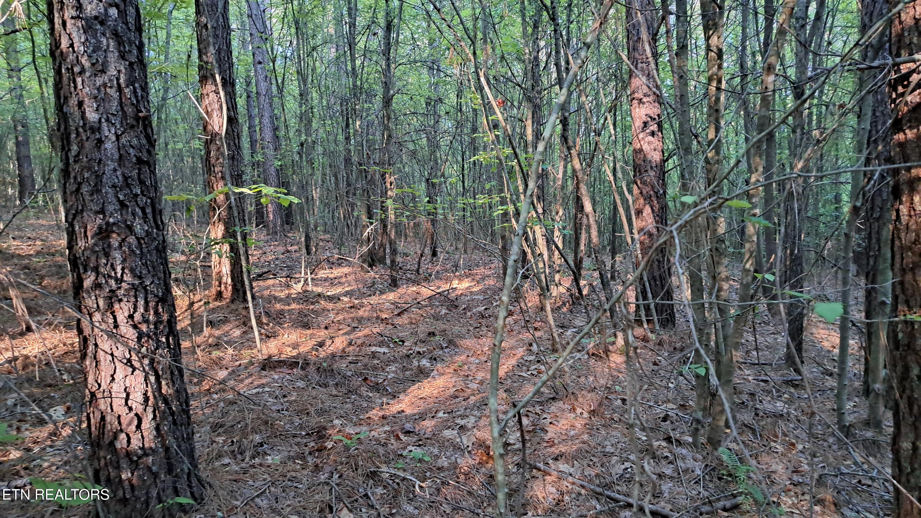 Lot 20 Airport Road (PCA) Rockwood TN 37854