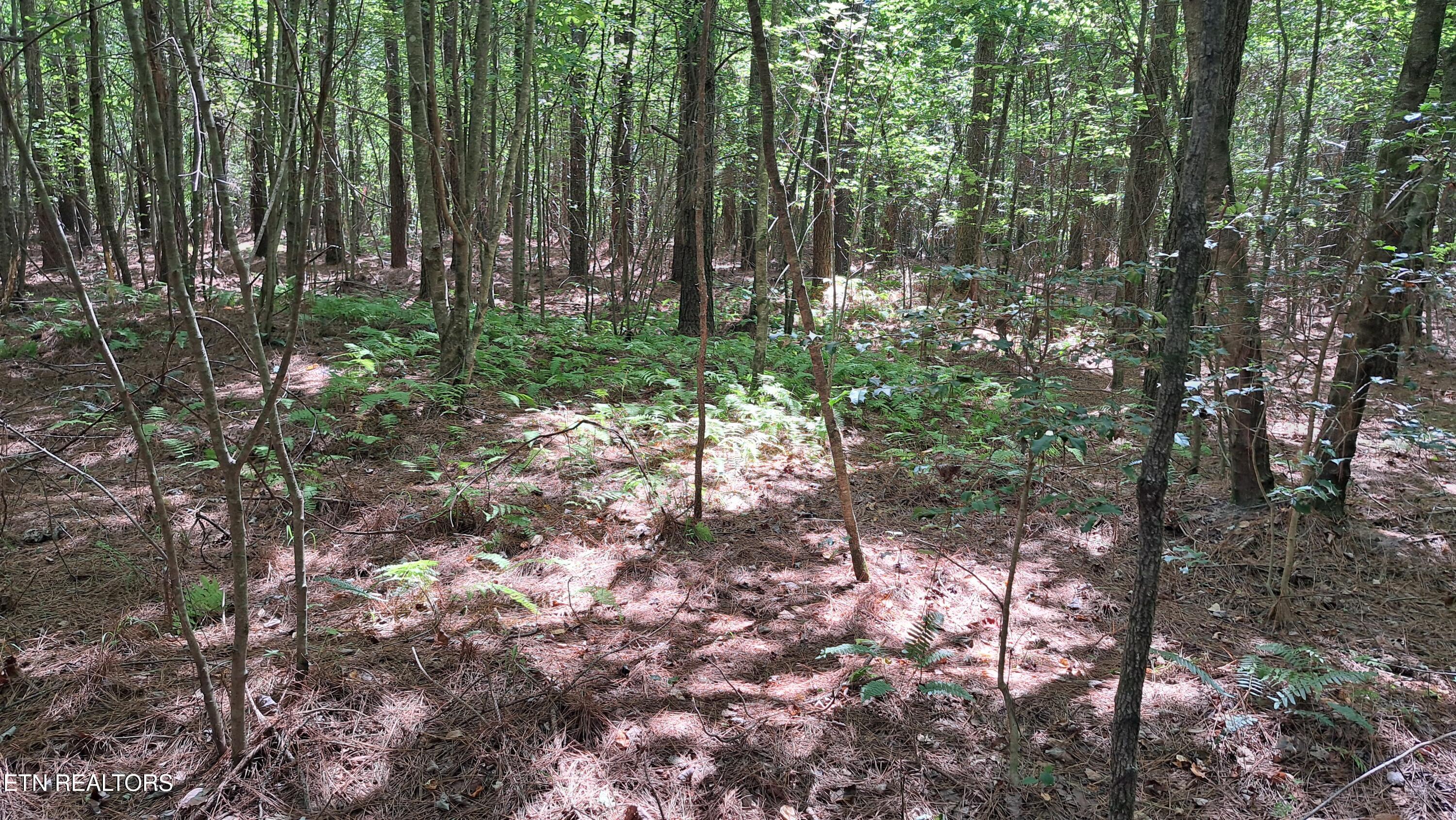 Lot 20 Airport Road (PCA) Rockwood TN 37854