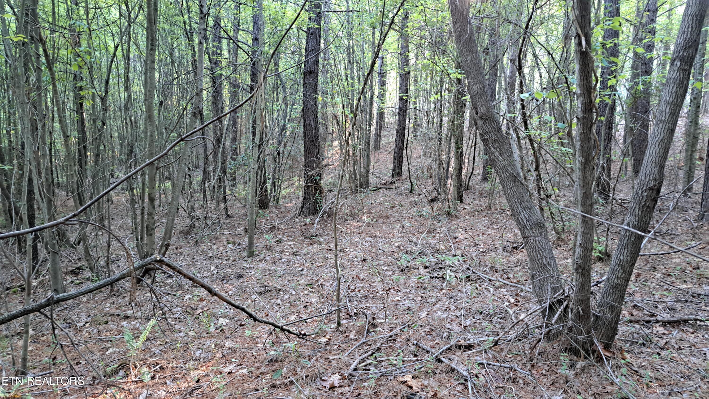 Lot 20 Airport Road (PCA) Rockwood TN 37854