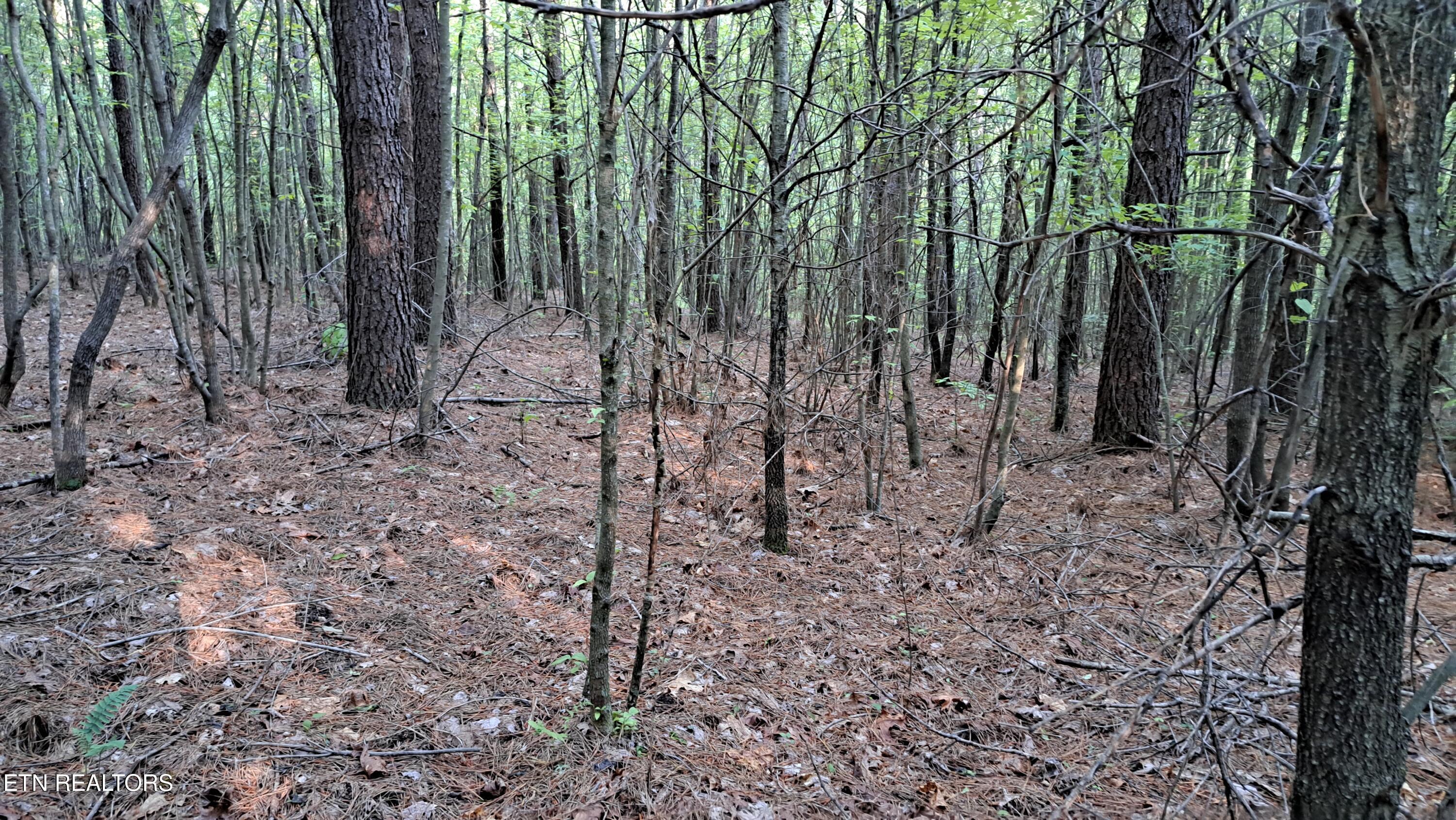 Lot 20 Airport Road (PCA) Rockwood TN 37854