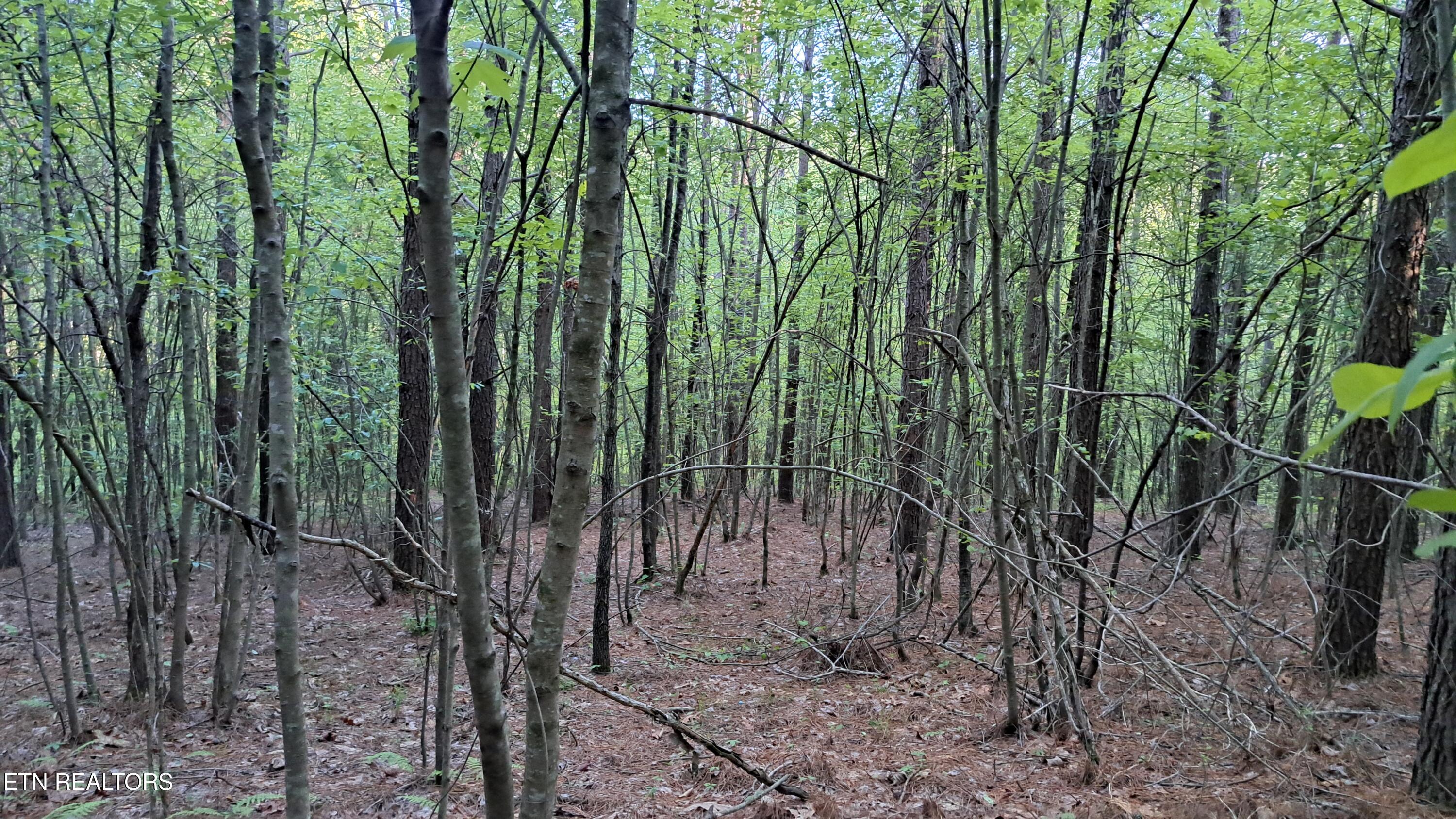 Lot 20 Airport Road (PCA) Rockwood TN 37854