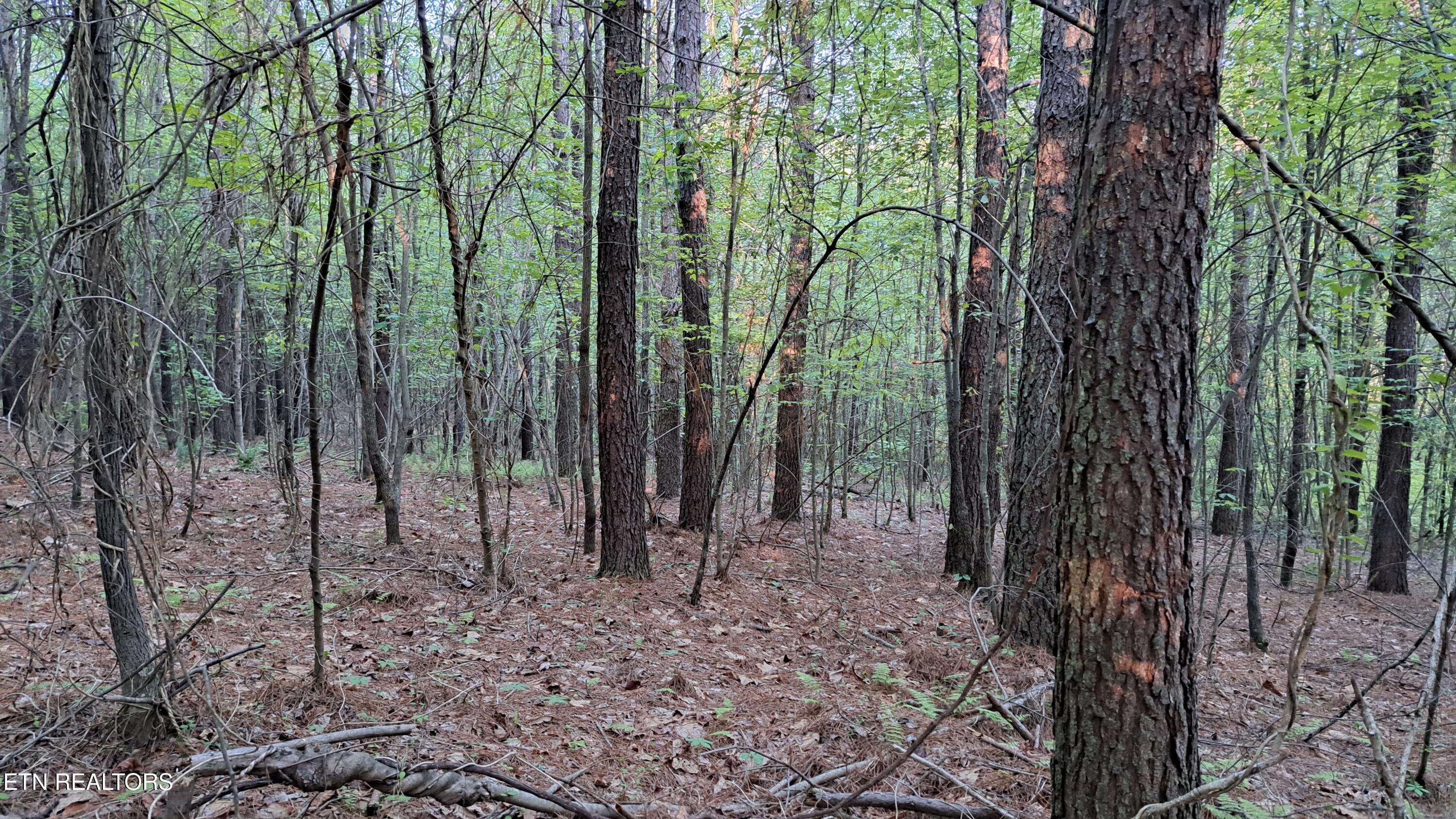 Lot 20 Airport Road (PCA) Rockwood TN 37854