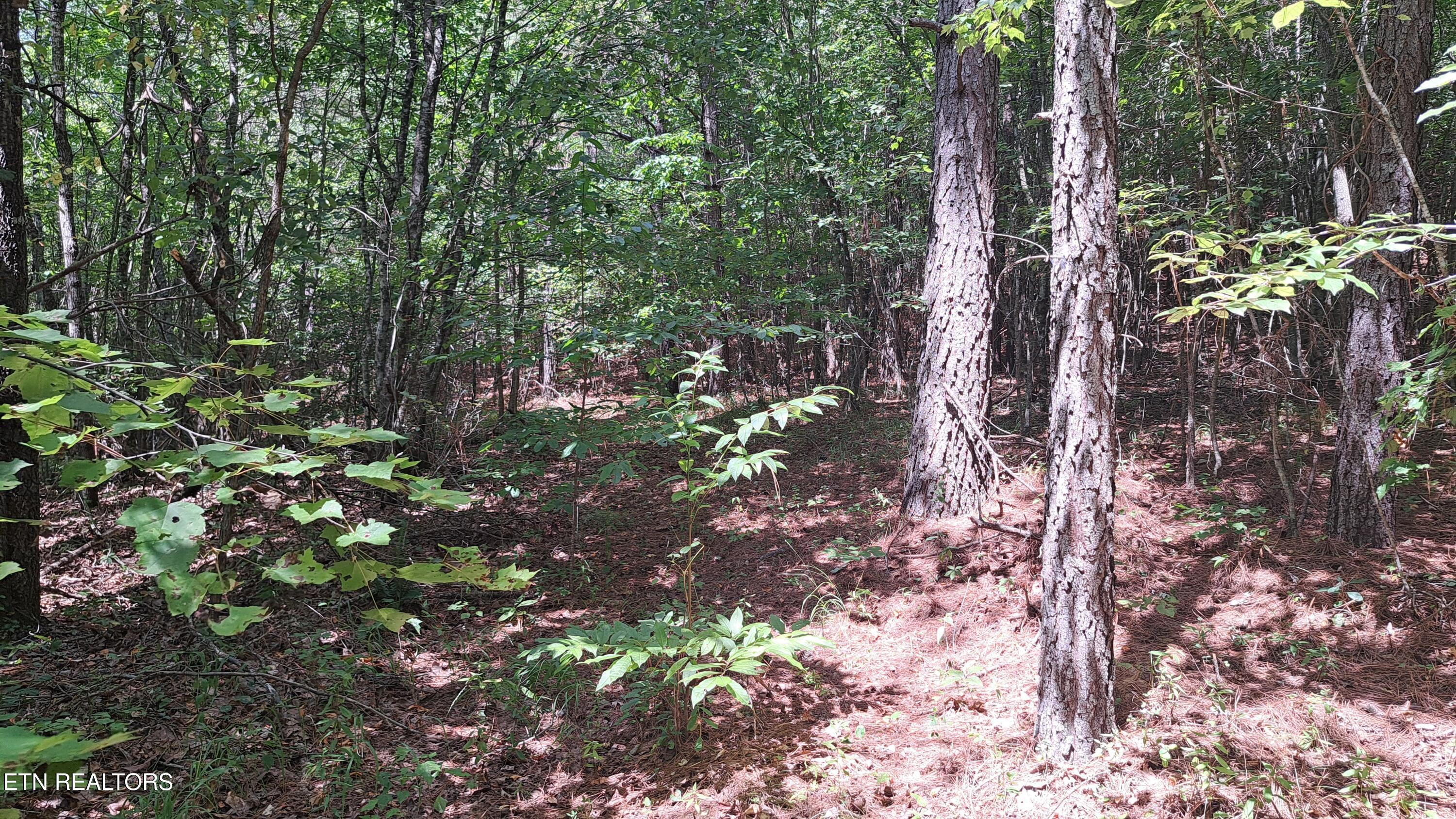 Lot 20 Airport Road (PCA) Rockwood TN 37854