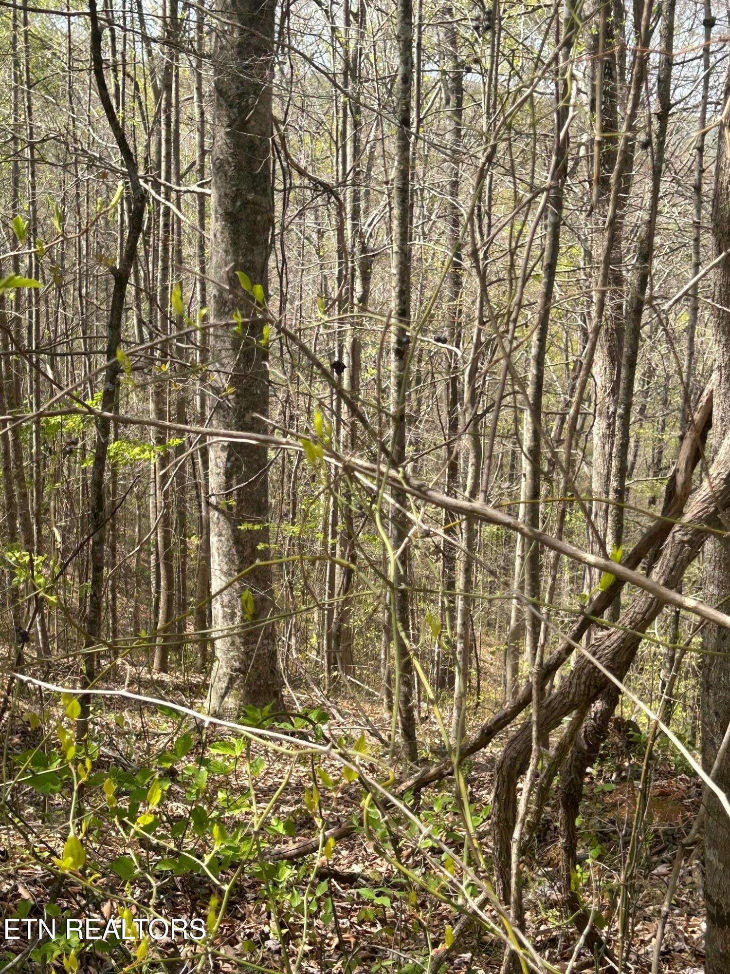 Lot 28 Jones Ridge Road Speedwell TN 37870