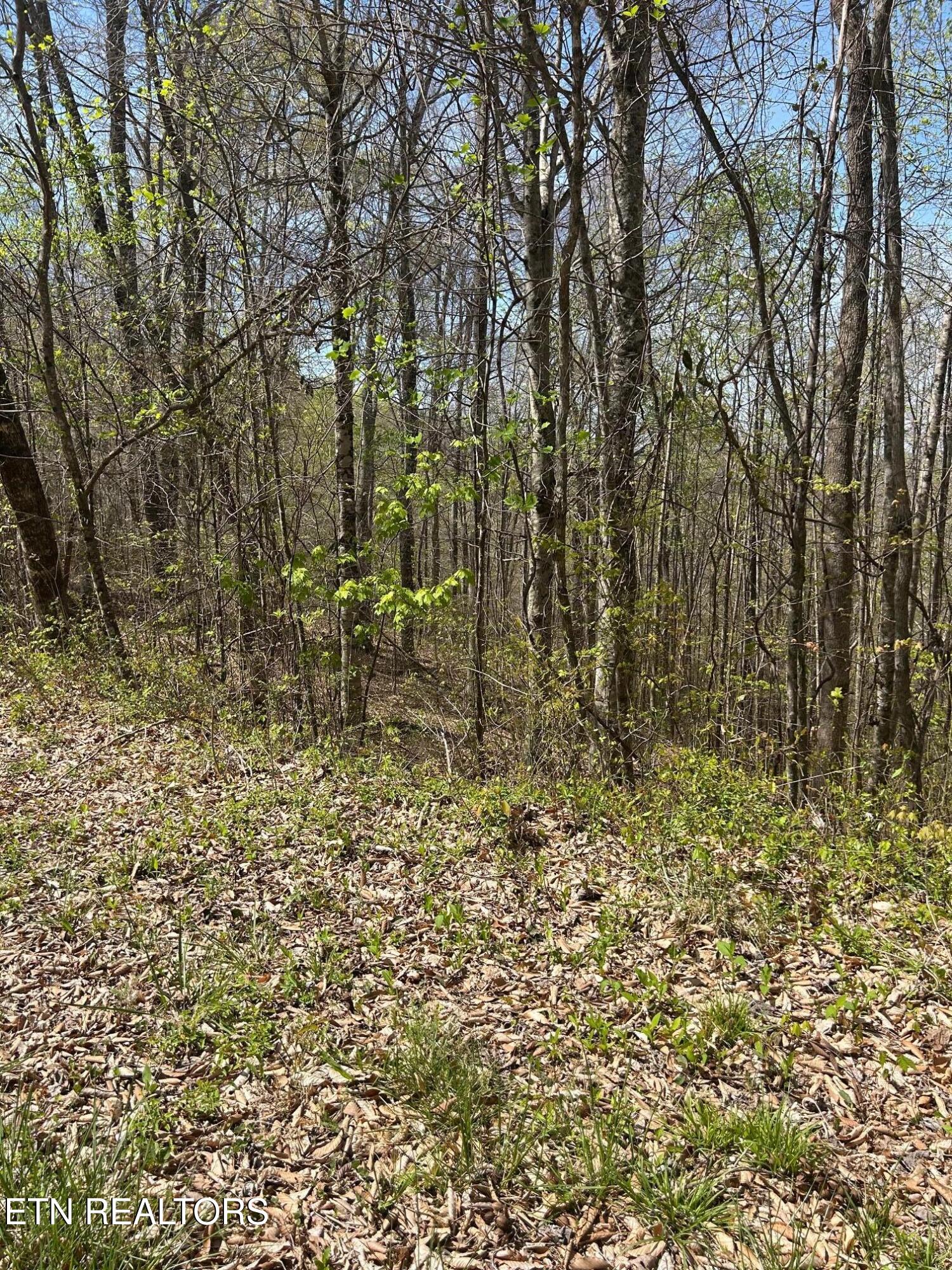 Lot 28 Jones Ridge Road Speedwell TN 37870
