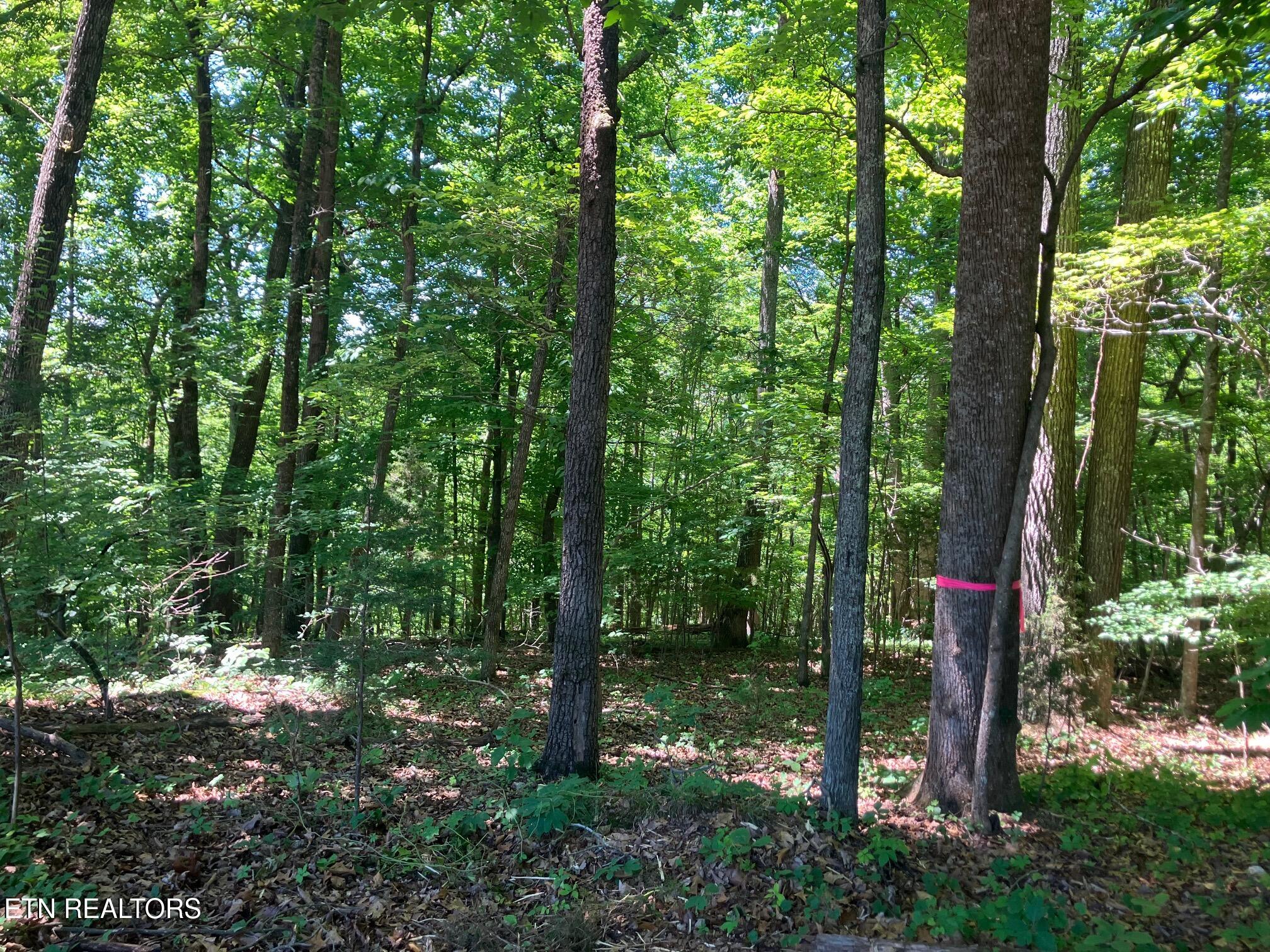 Tract 2 Graves Hollow Road Maynardville TN 37807